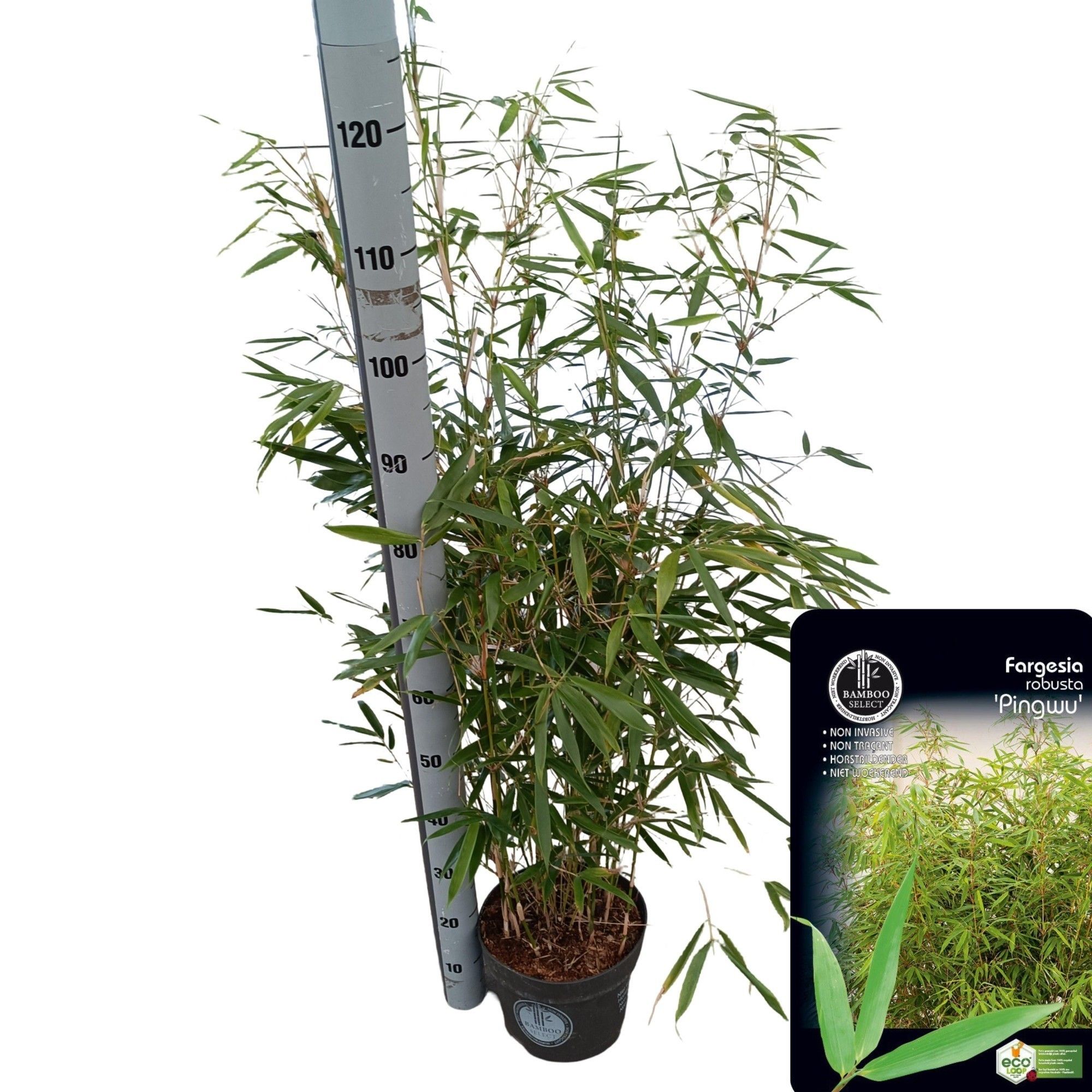 Fargesia robusta 'Pingwu, D 23