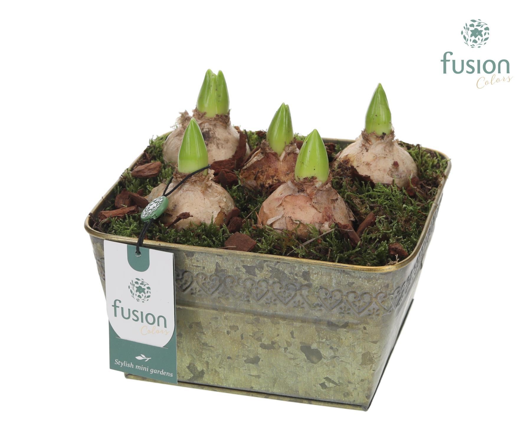 Schaal zink met Hyacinthus, D 20