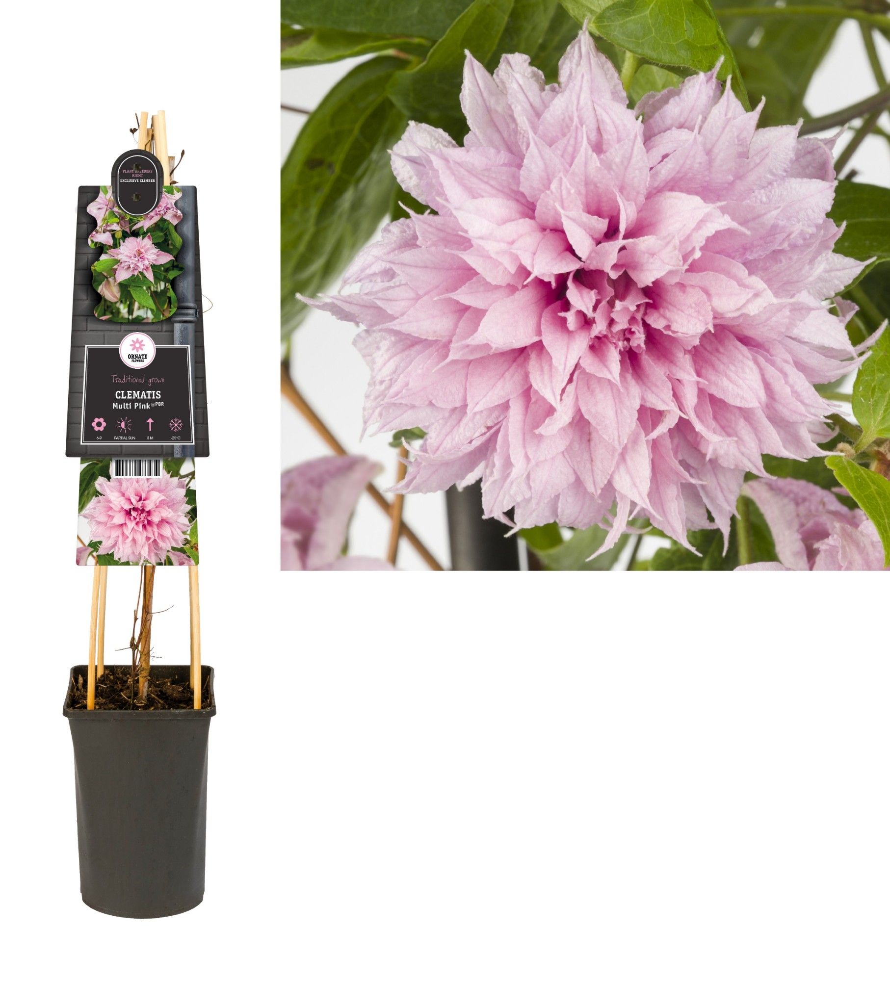 Clematis Multi Pink® PBR +3.0 label, D 17