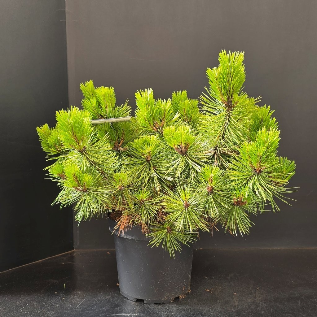 Pinus densiflora Jane Kluis, D 26