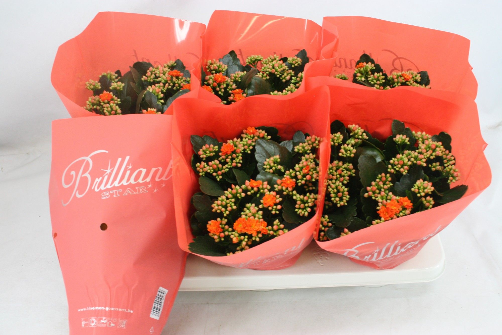 Gevuld 15 cm Oranje Brilliant, D 15