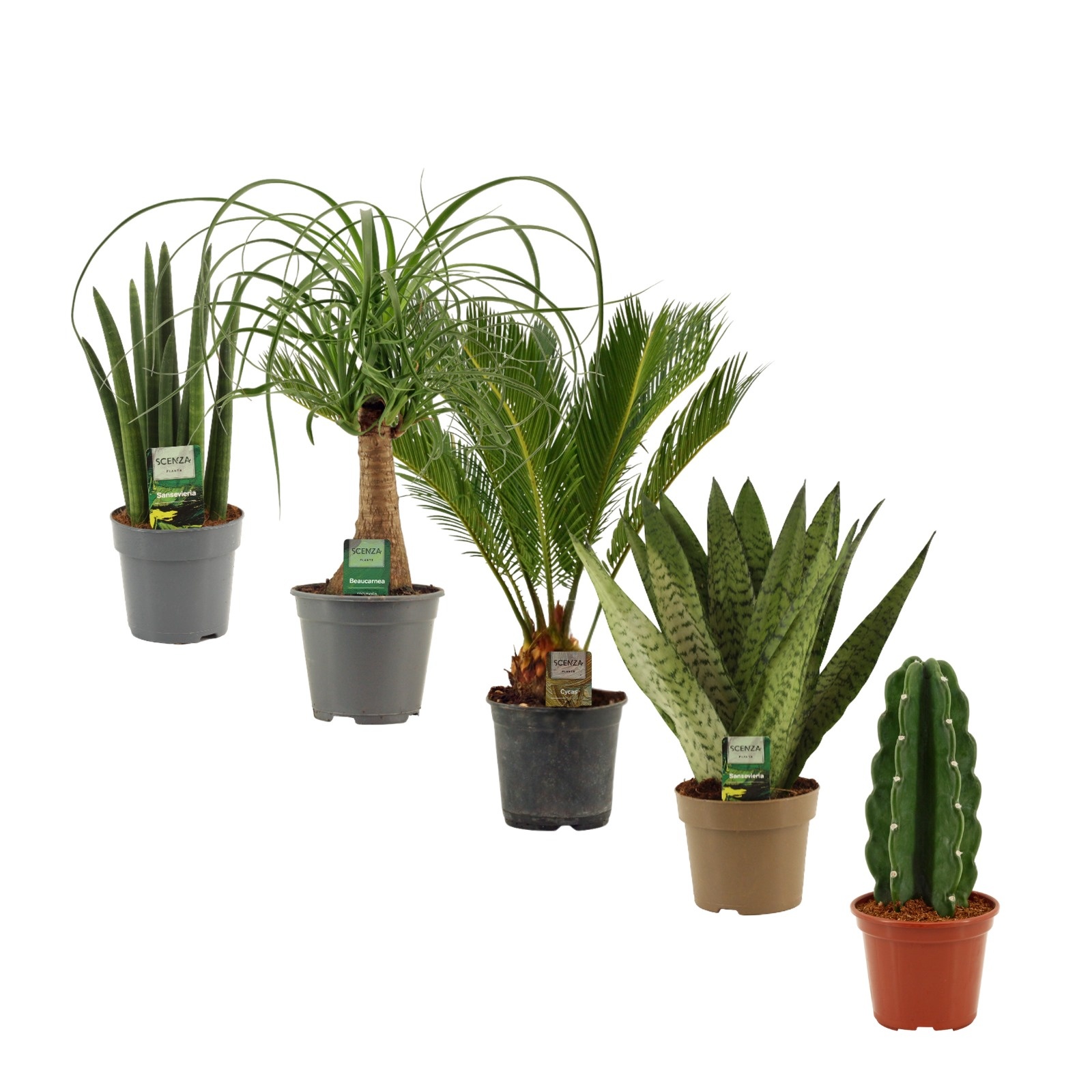 Groenmix 14 cm, D 14