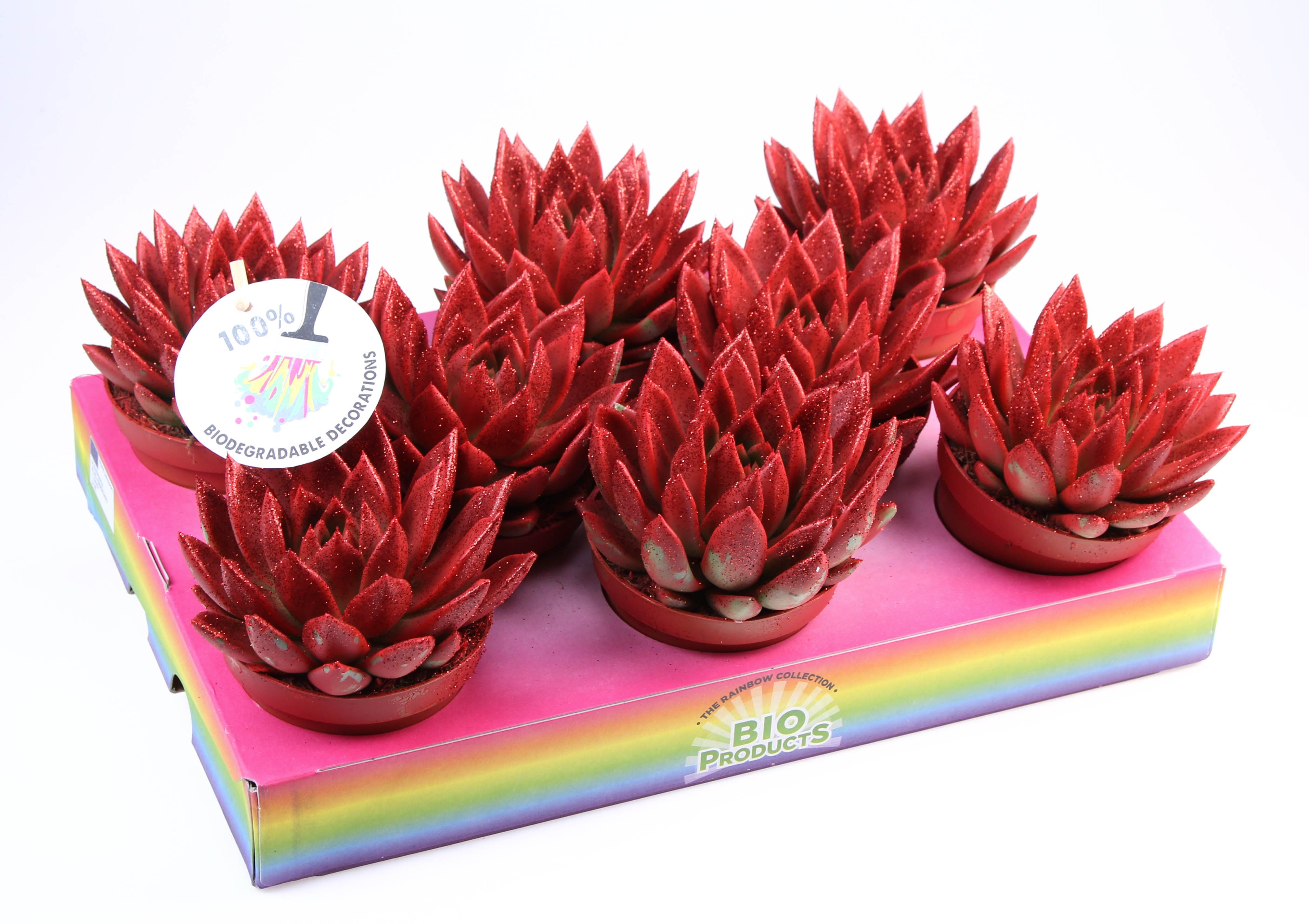 Bio miranda red glitter, D 10,5