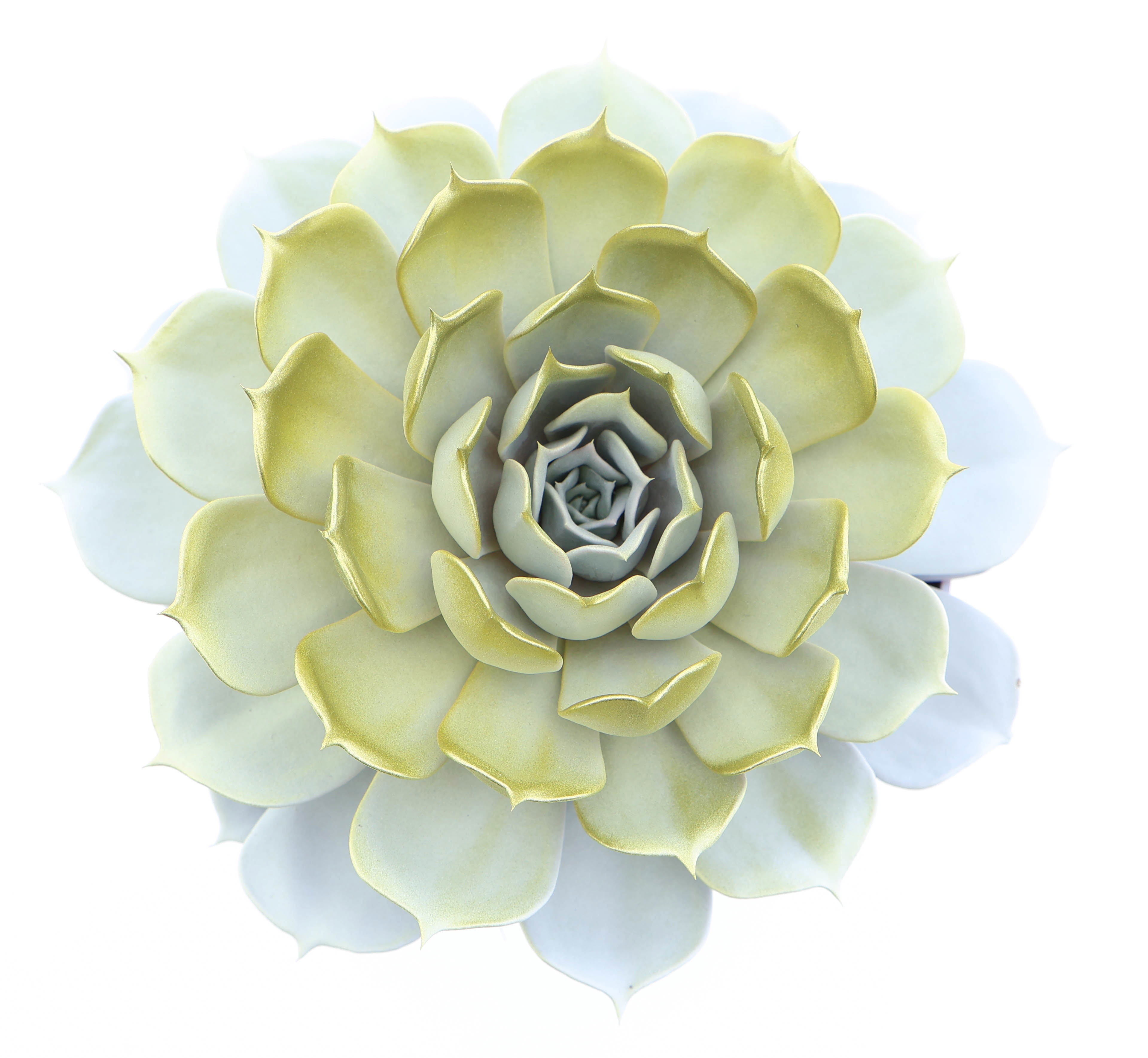 Pollux white + gold tips, D 17