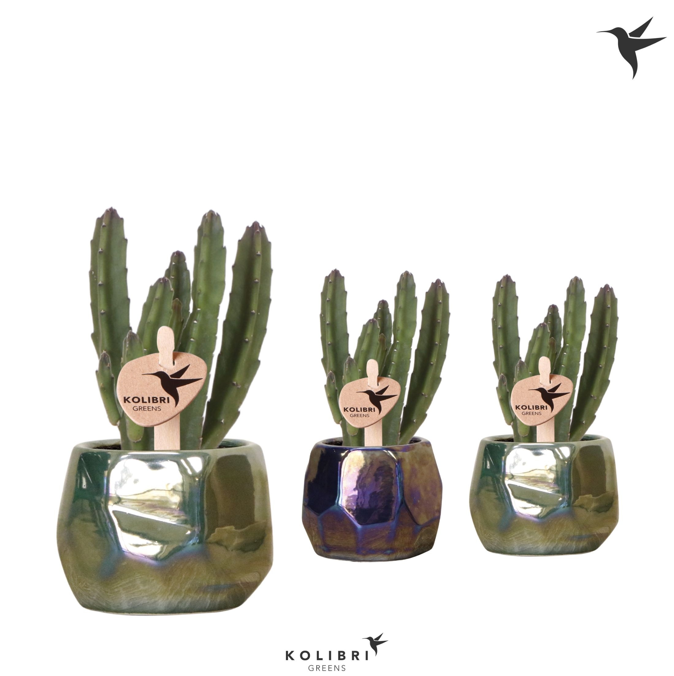 Kolibri Greens Stapelia Leendertziae in Pearl pot blue green mix, D 6