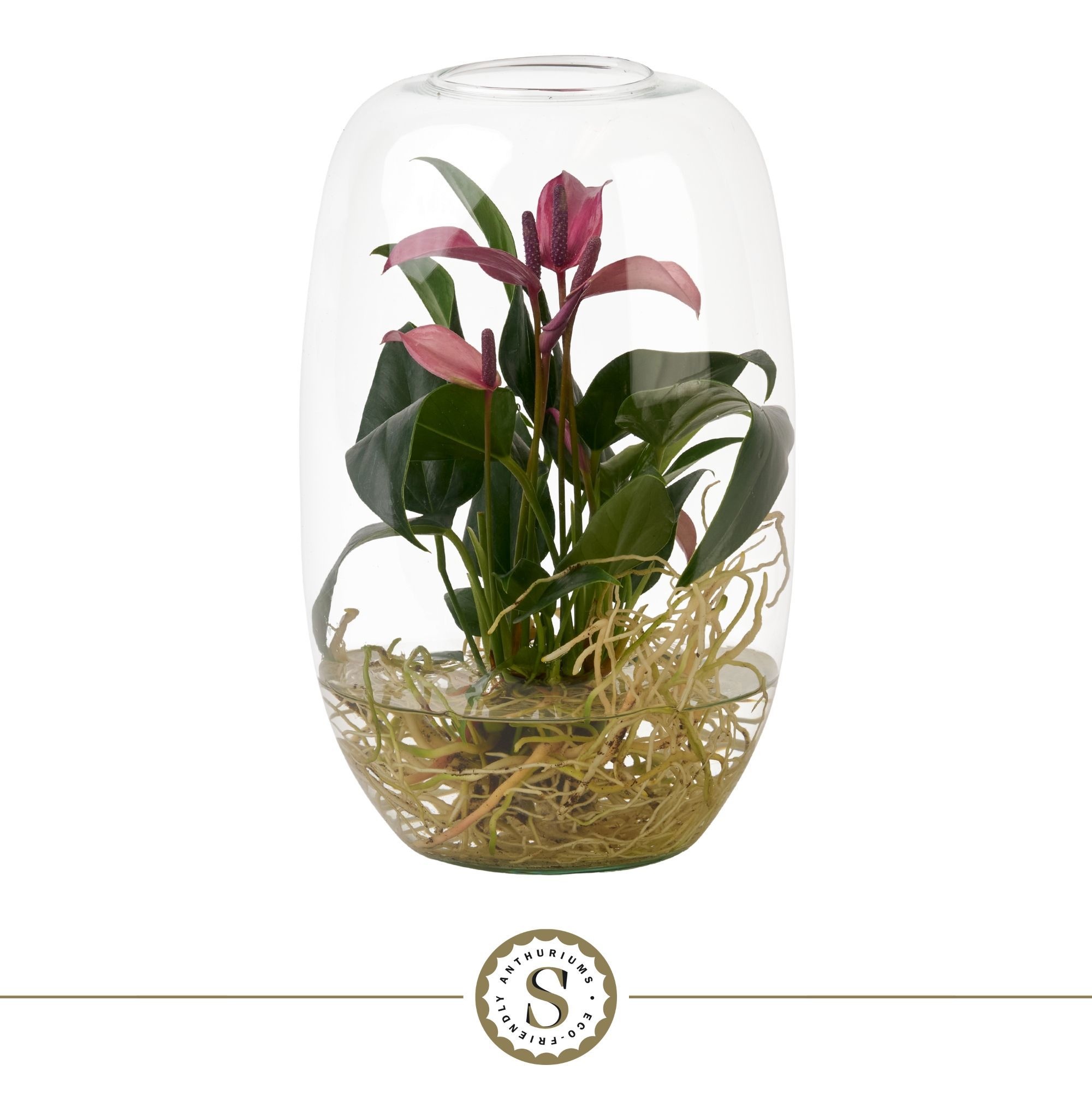 Aqua Roots Atlantis Zizou, D 9