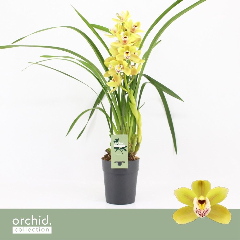 Cymbidium, Anna 1-spike P14 'Orchid Collection', D 14