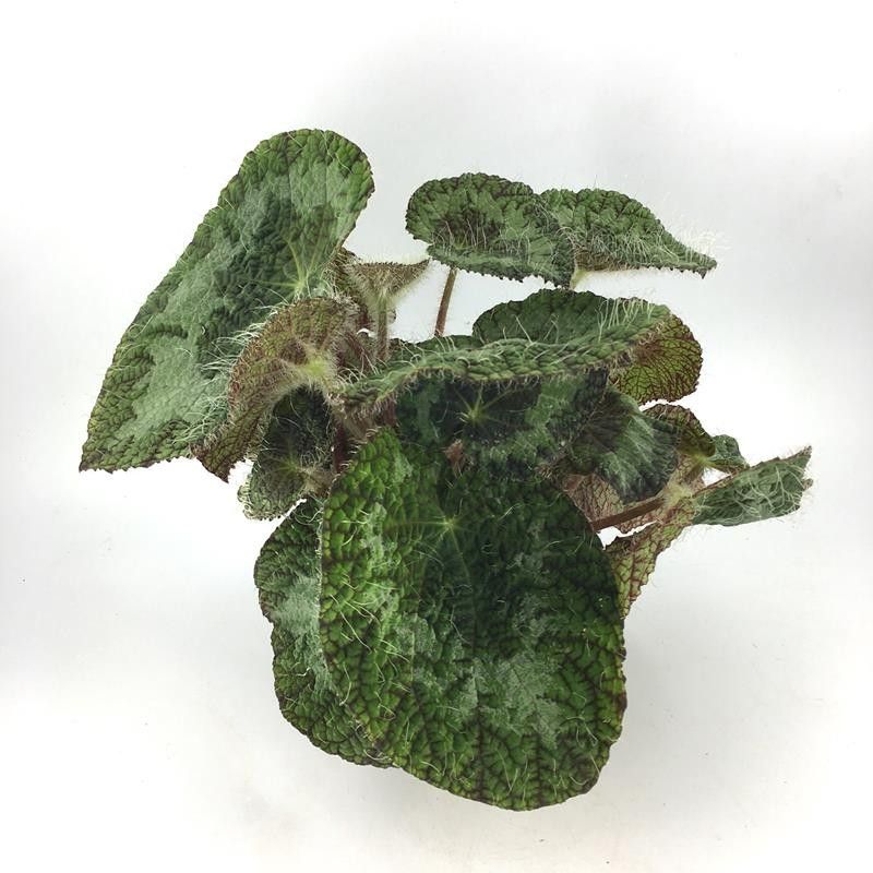 BEGONIA REX-HYBRID 'Sizemorea', D 12