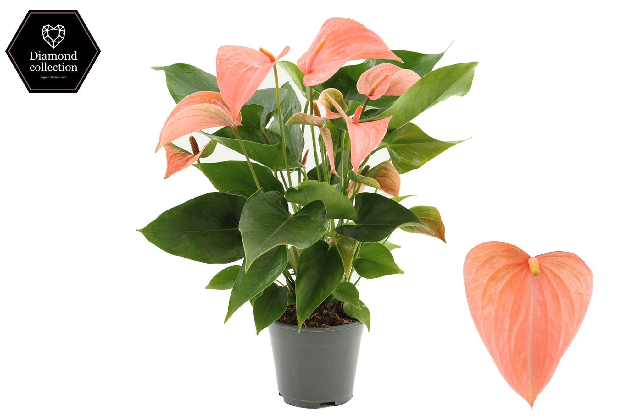 Anthurium 14 cm Festivo Lux in transparant sleeve, D 14