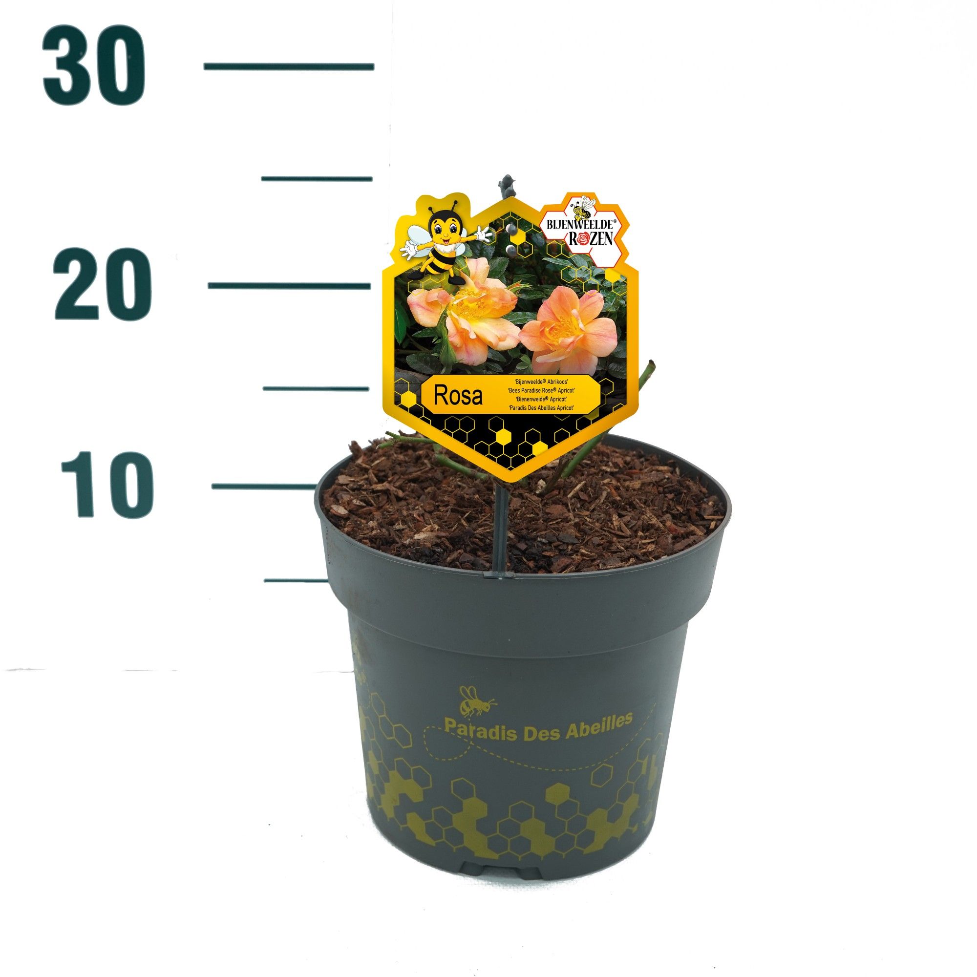 Rosa 'Apricot' - Struik - P17 - Bijenweelde, D 17 cm