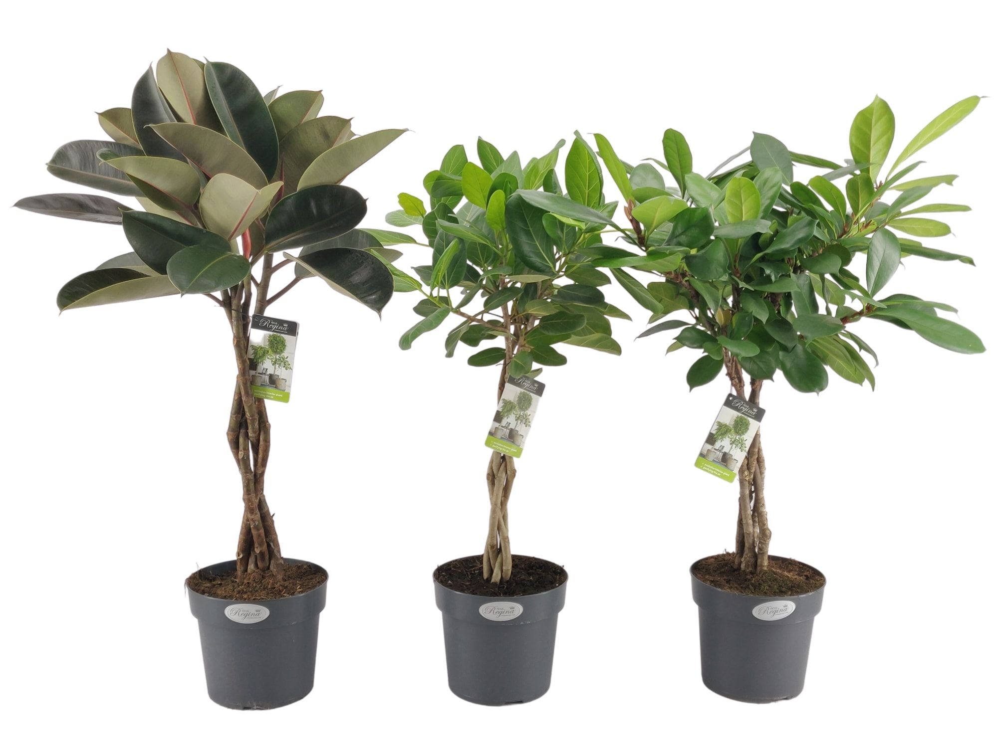 Ficus vlechtmix p24 (grootbladig), D 24