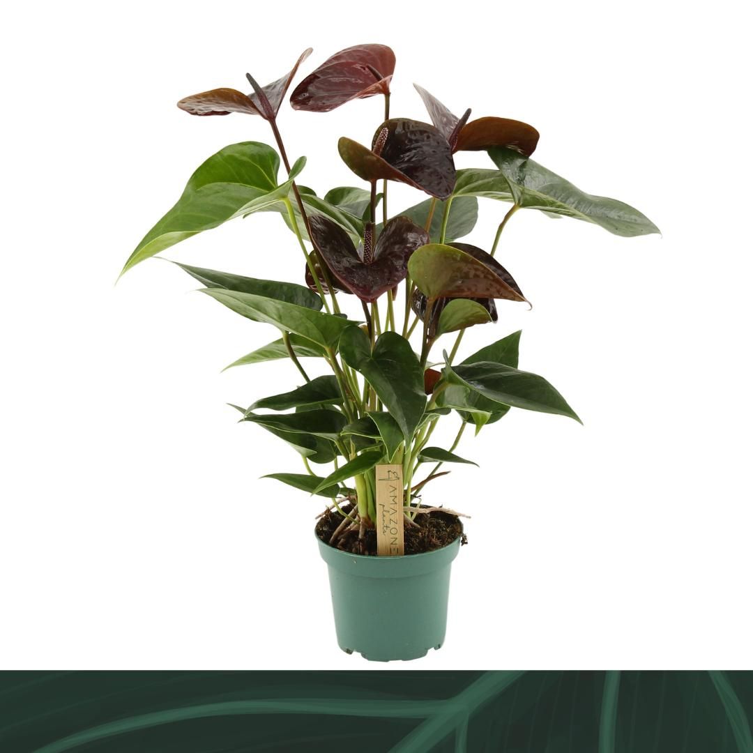 Anthurium Essencia 12cm, D 12