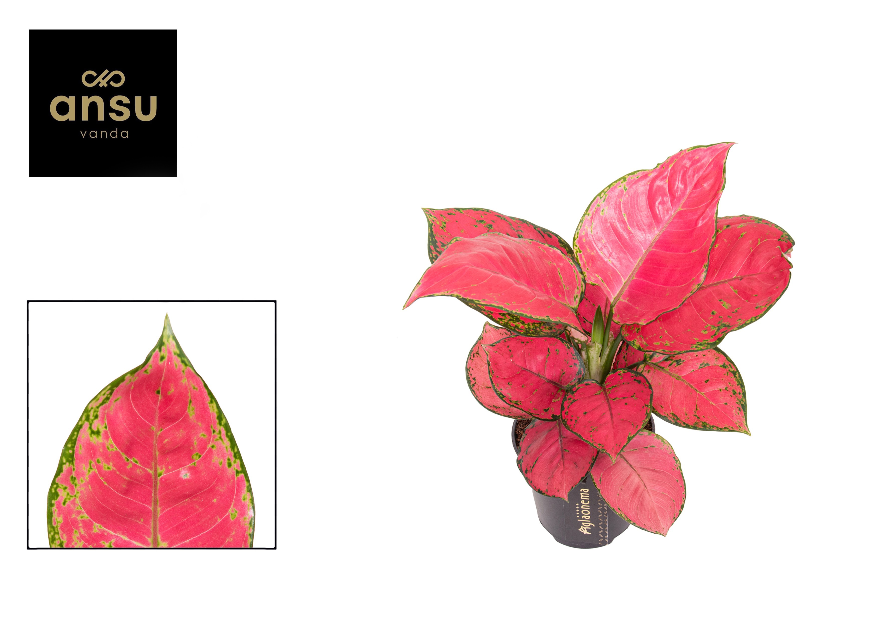 Aglaonema Red Joy, D 12