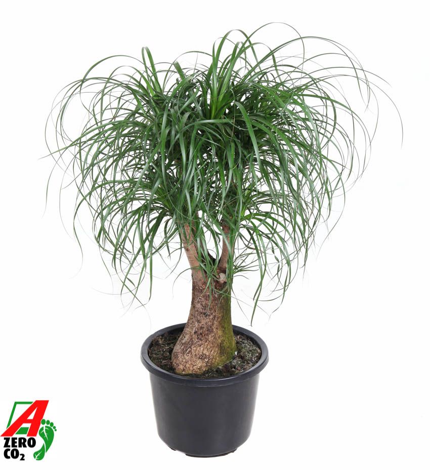 Beaucarnea vertakt P32 - 2ft, D 32