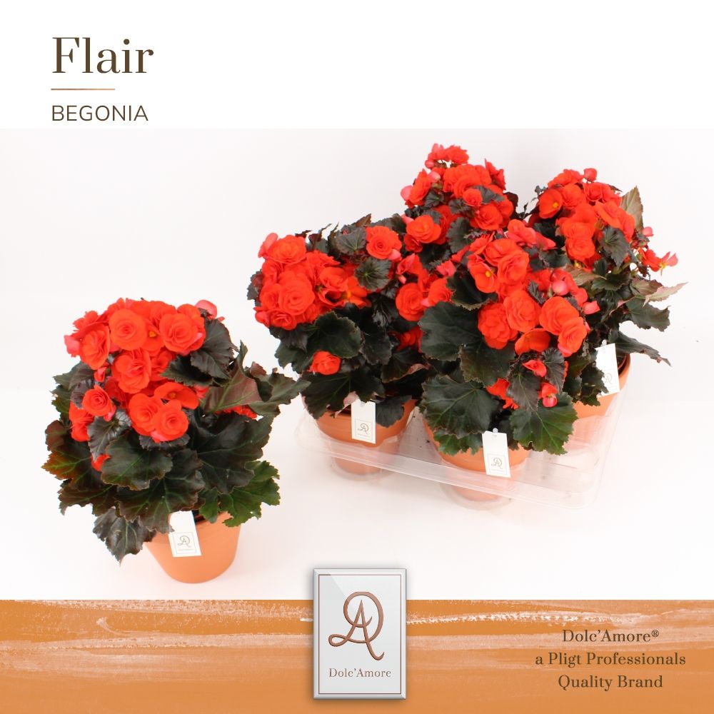 Begonia Mocca Orange P14 Dolc'Amore® Terracotta Keramiek, D 14