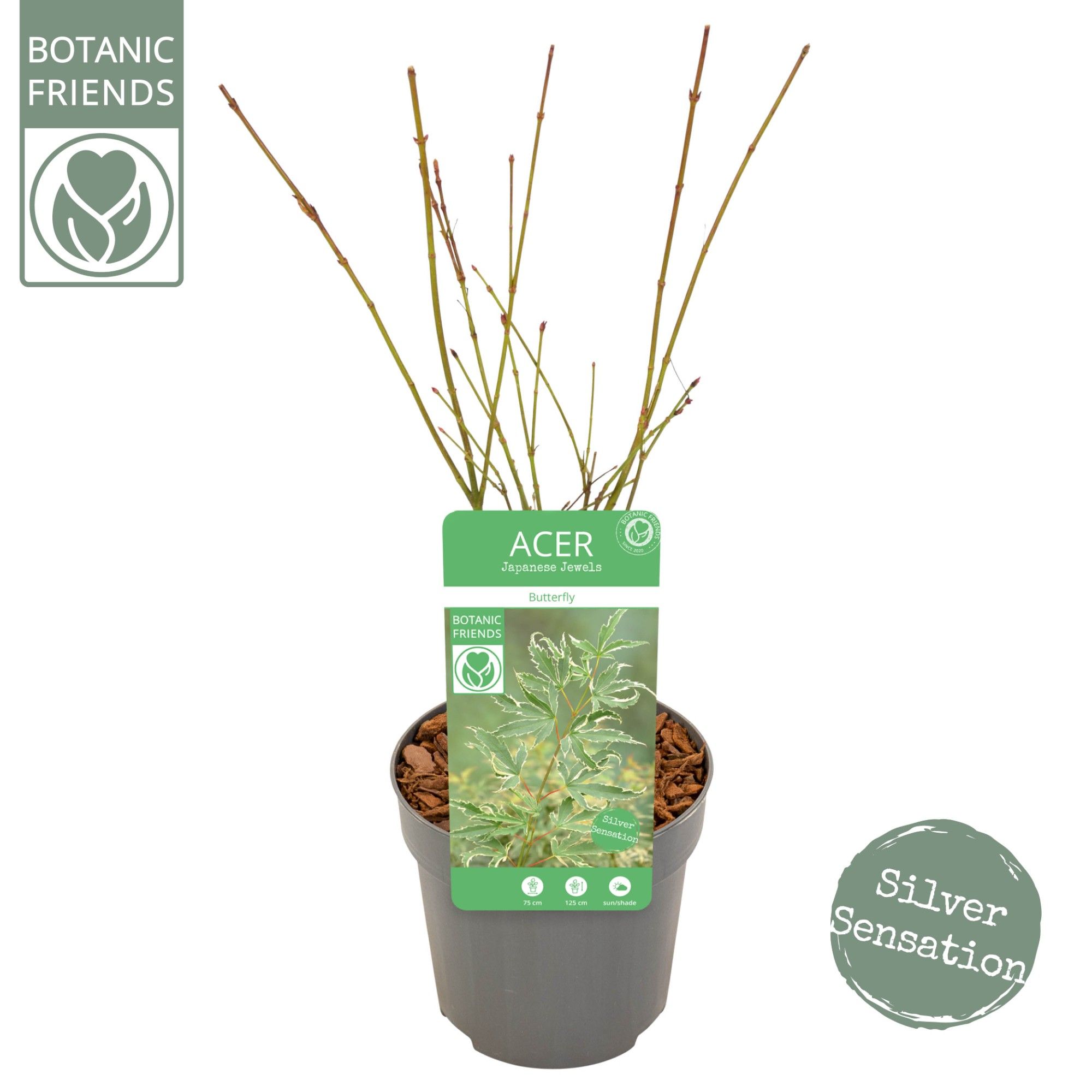 Acer palm. 'Butterfly', D 10