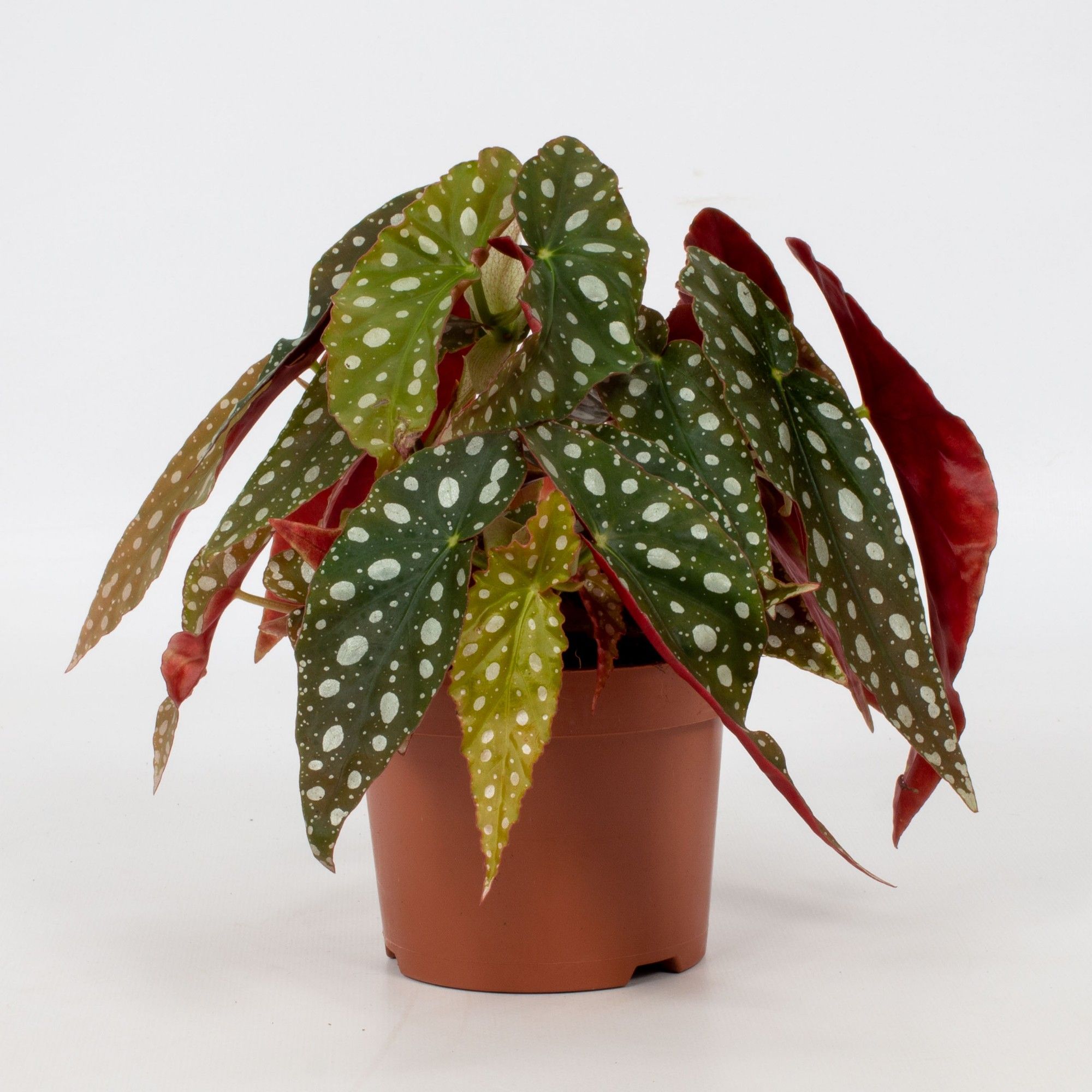 Begonia Maculata Silverspot 12cm, D 12