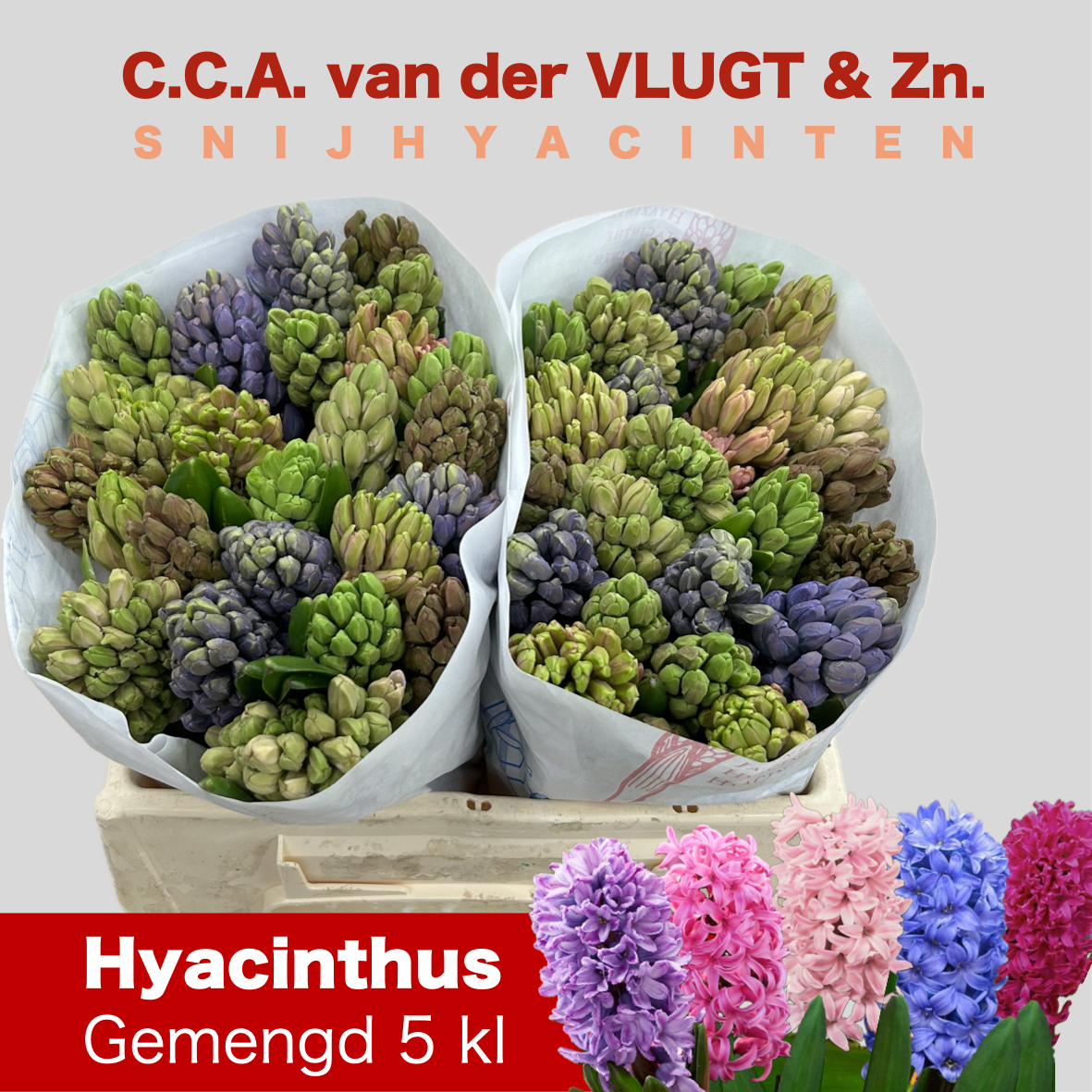 Гиацинт Микс 5 цветов, шт.