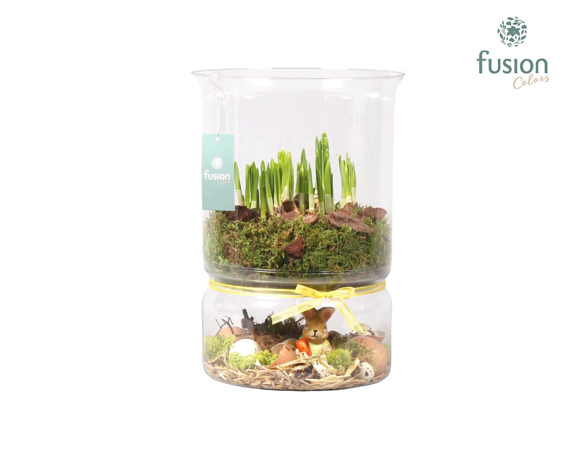 Green Bottle duopot XL met Narcis, D 22