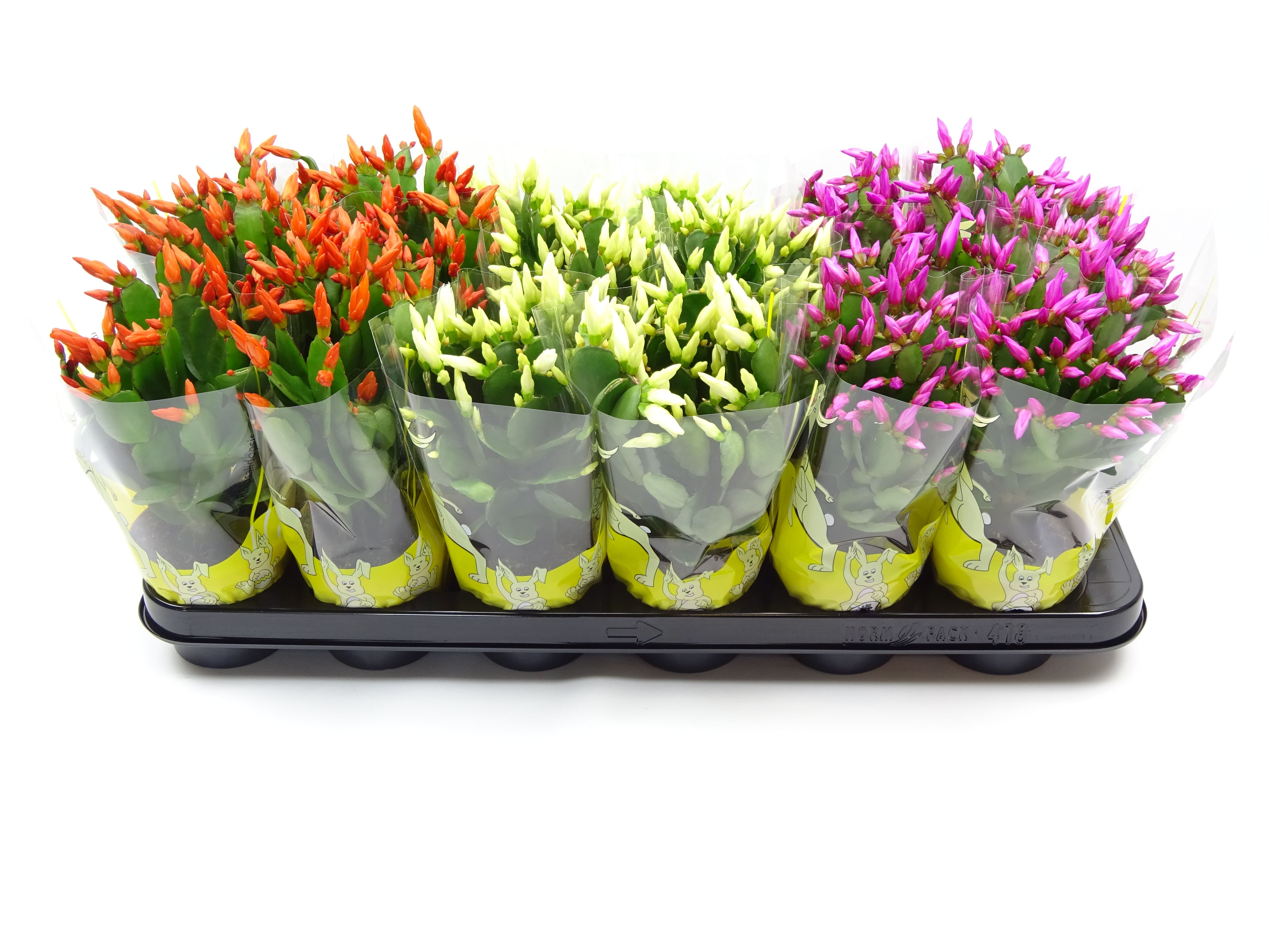 Rhipsalidopsis 9 cm paashoes, D 9