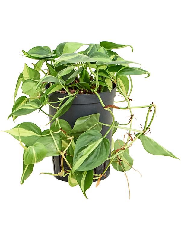 Philodendron scandens 'Brasil', D 15