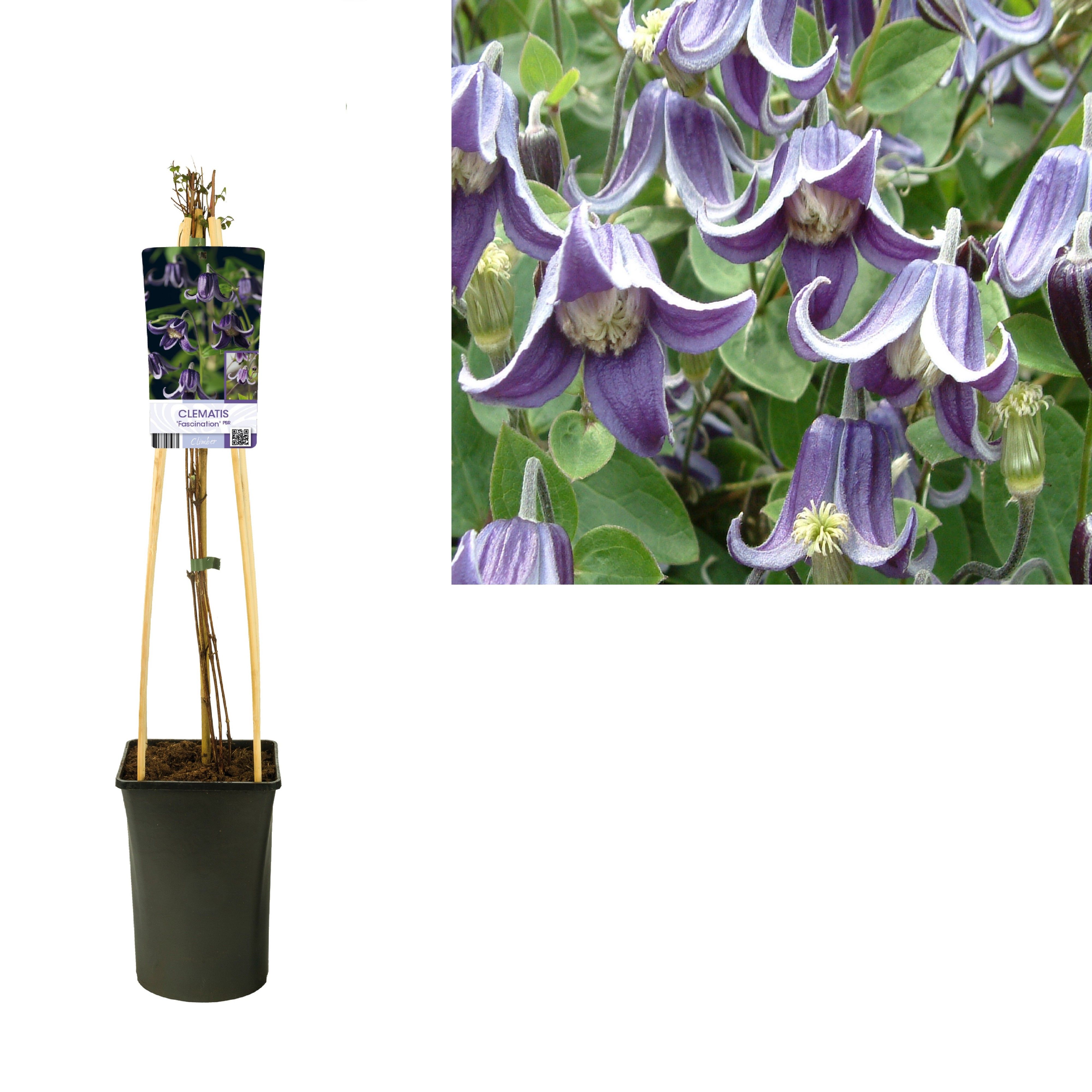 Clematis 'Fascination' PBR +light label, D 17