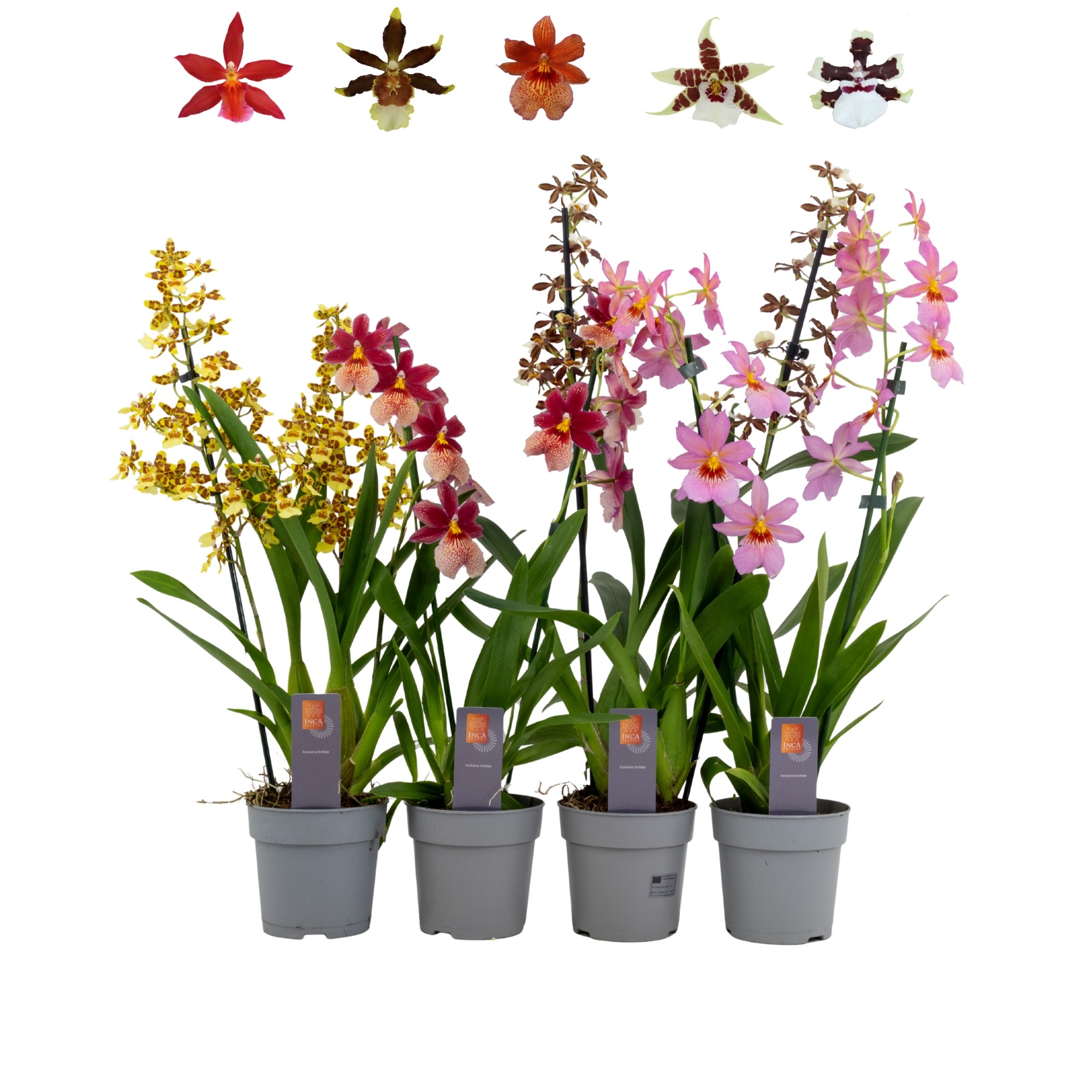 Inca Cambria mix 2 spike, D 12