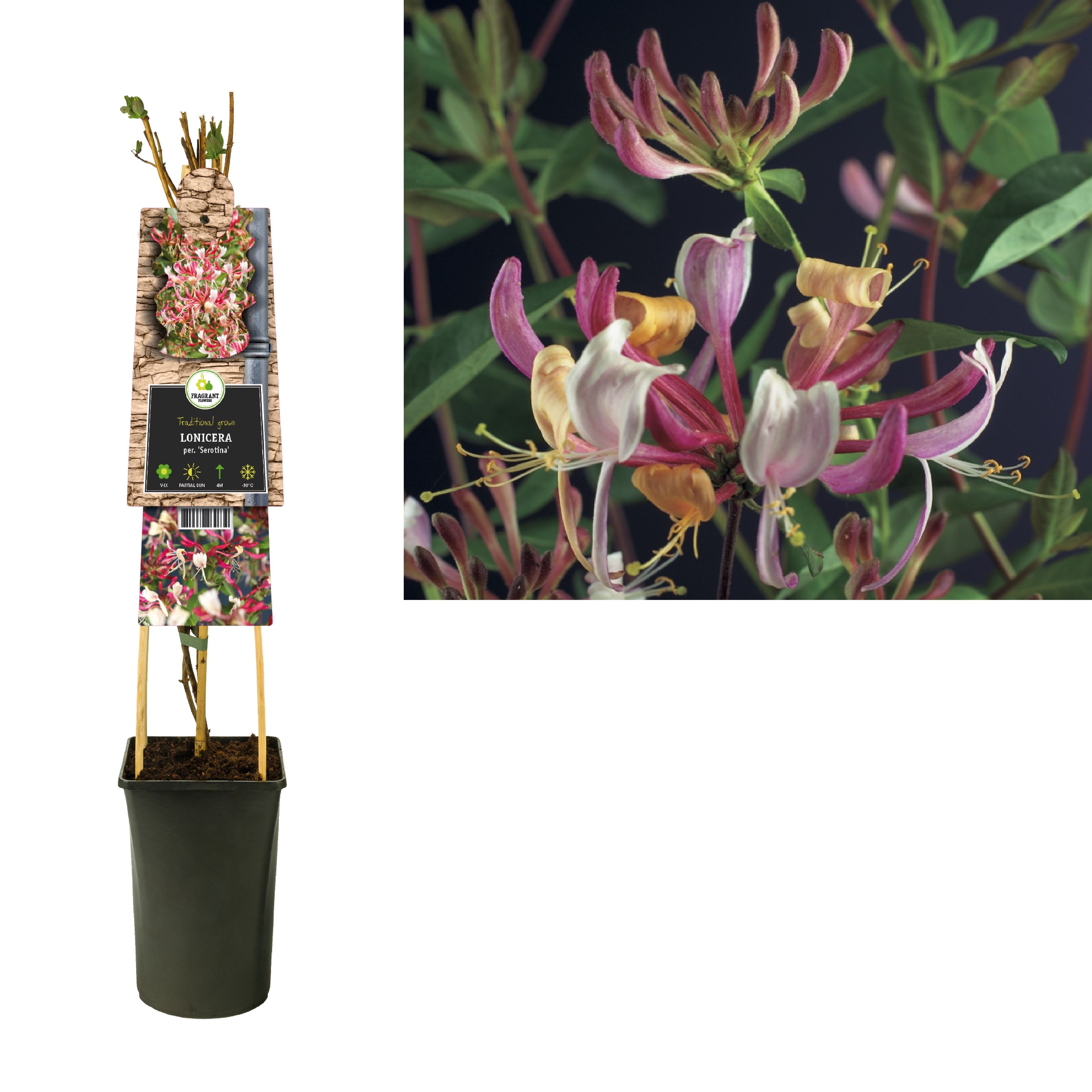 Lonicera per. 'Serotina' +3.0 label, D 17