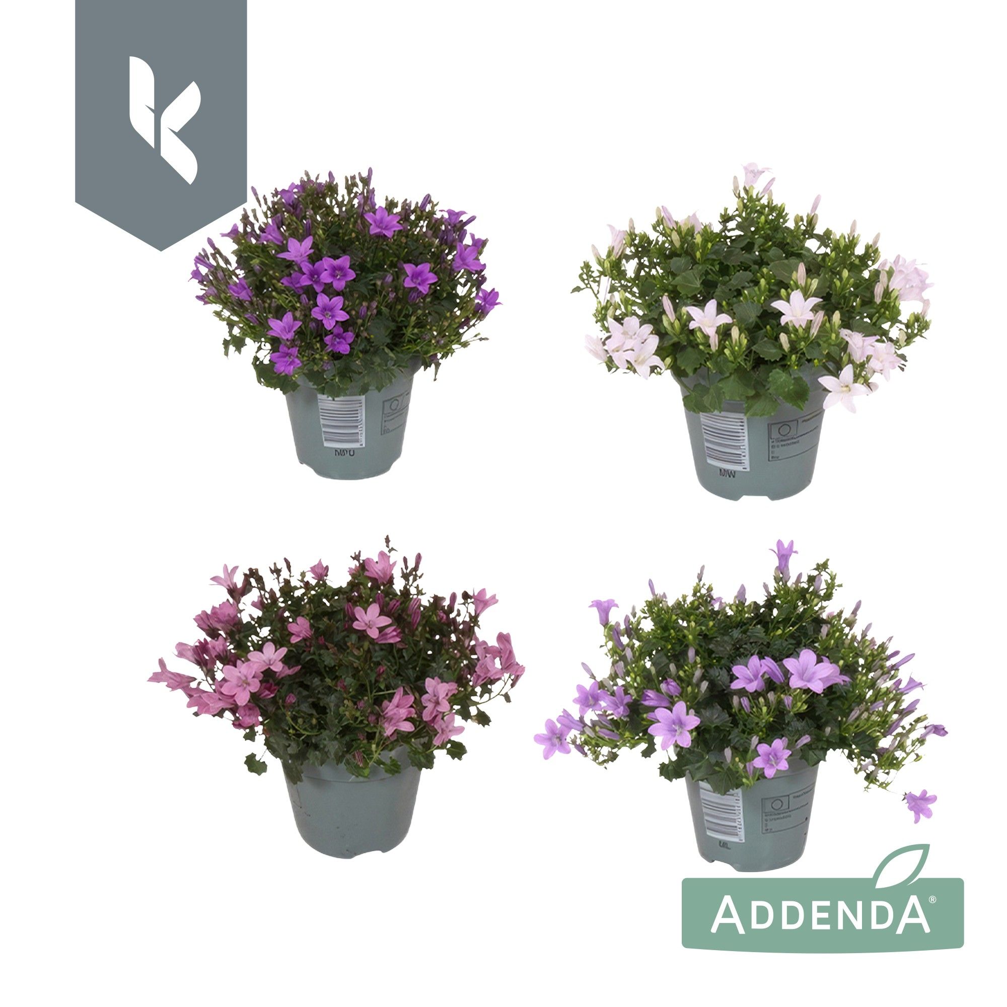 Campanula Ambella Mix Laag, minimaal 3 kleuren, D 10,5