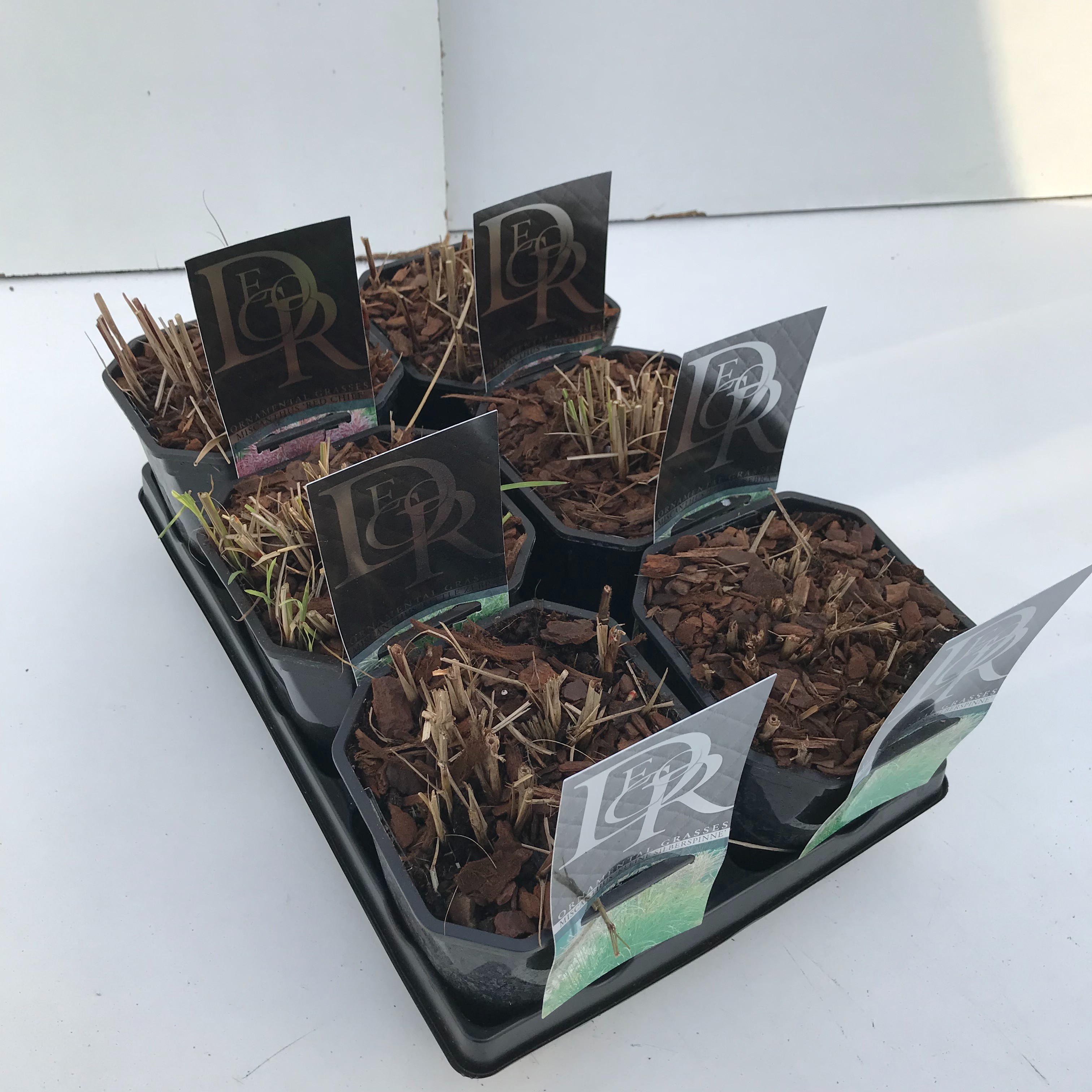 Miscanthus mix in tray, D 17