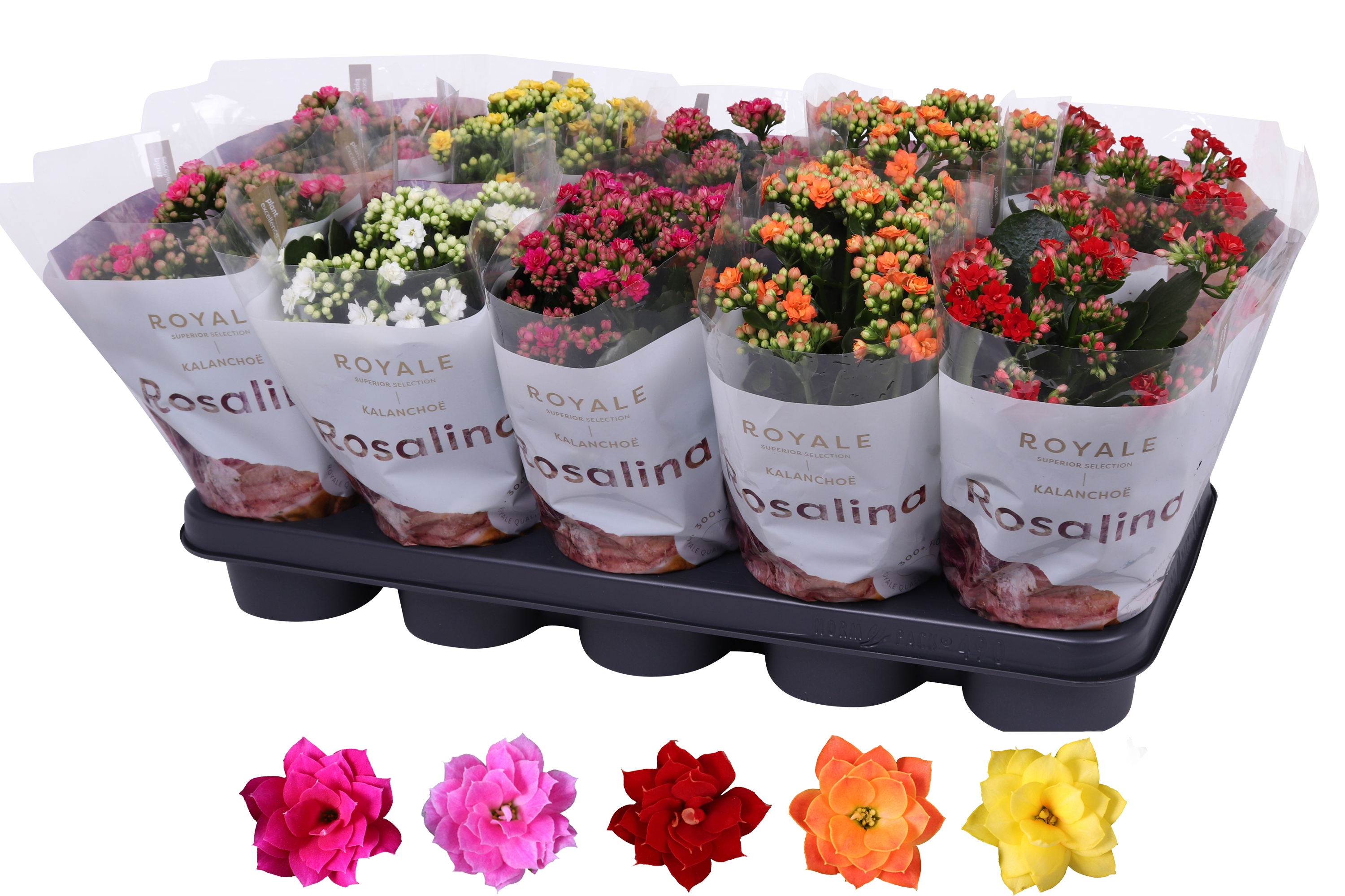 Kalanchoe Rosalina 12cm mix, Royale zonder wit, D 12