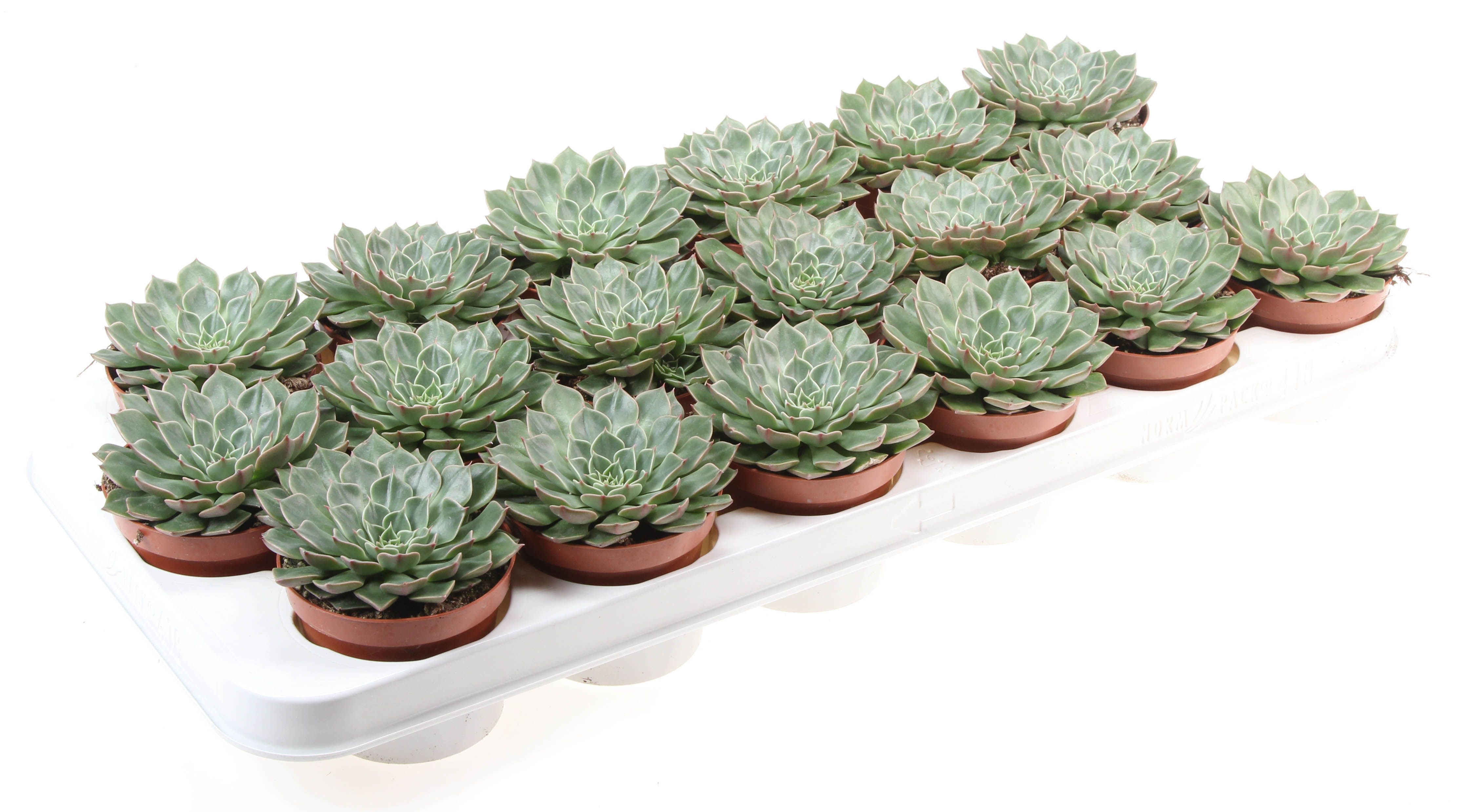 Graptopetalum Bellum, D 8,5