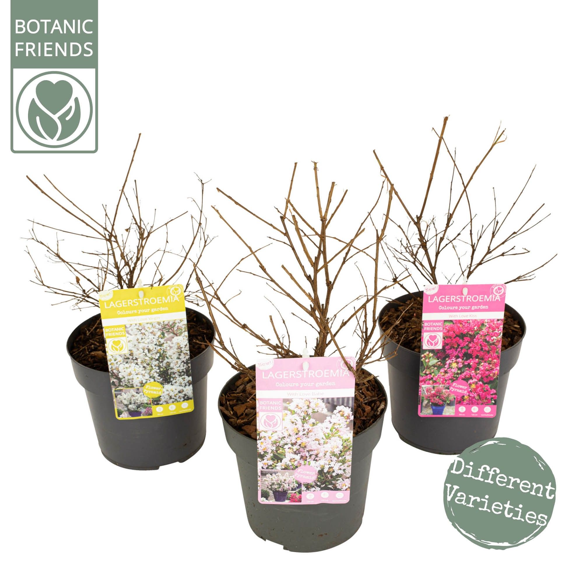 Lagerstroemia ind. 'Mix', D 19