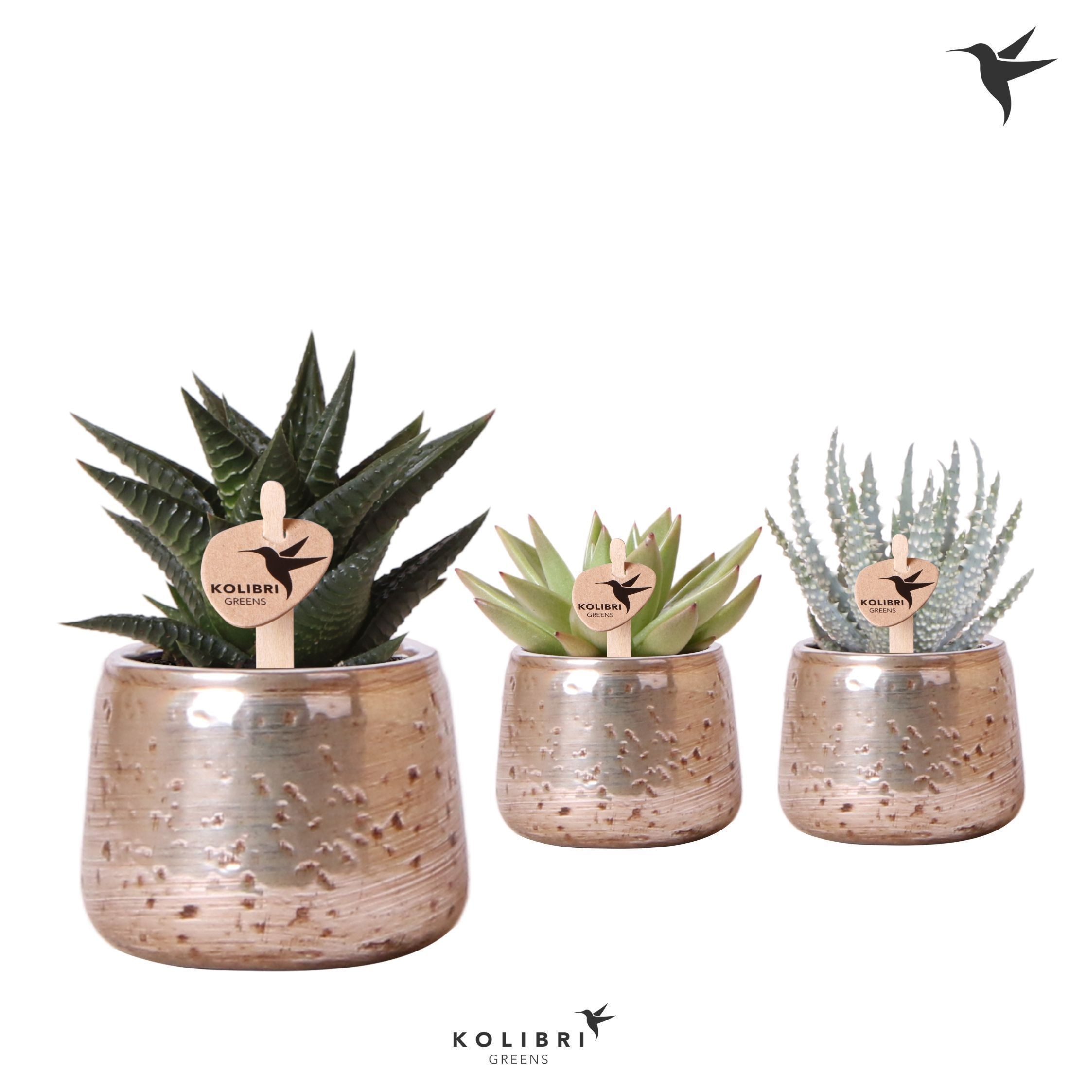 Kolibri Greens Succulenten mix in Luxury pot silver, D 6