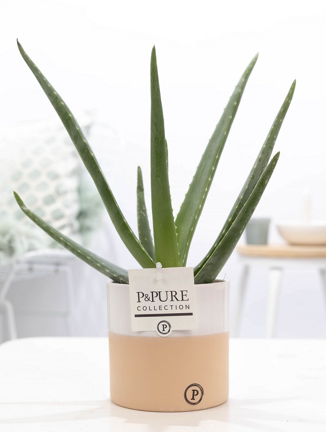 Aloe Vera in P&PURE Rosy ceramics, D 12
