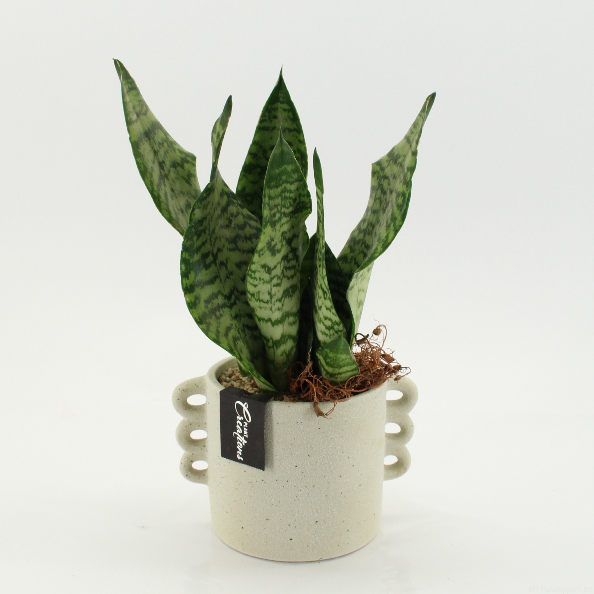 SUCR-2635 Succulent Essentials, D 18