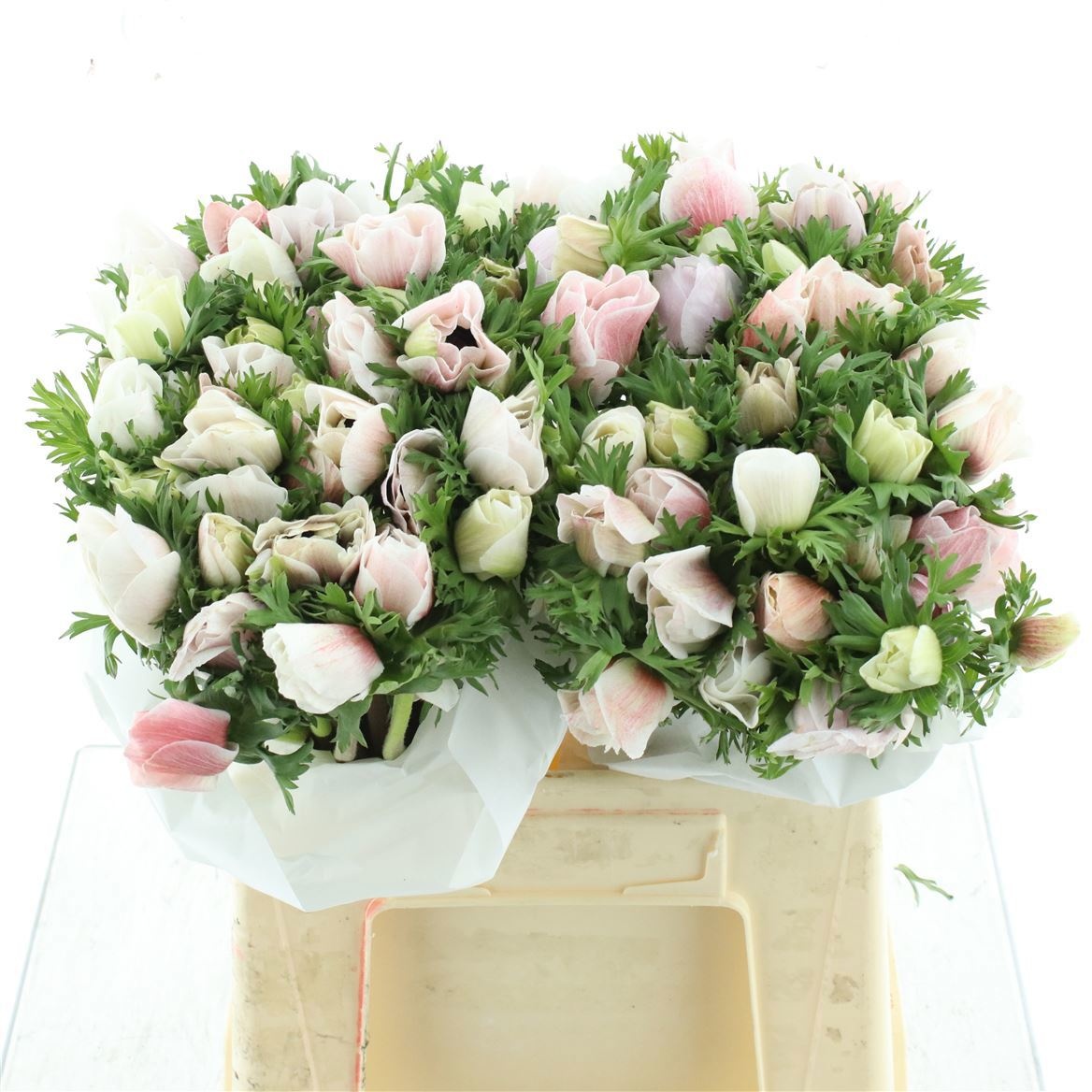 Анемон Мистраль + Вайт 35 (бел.), шт.