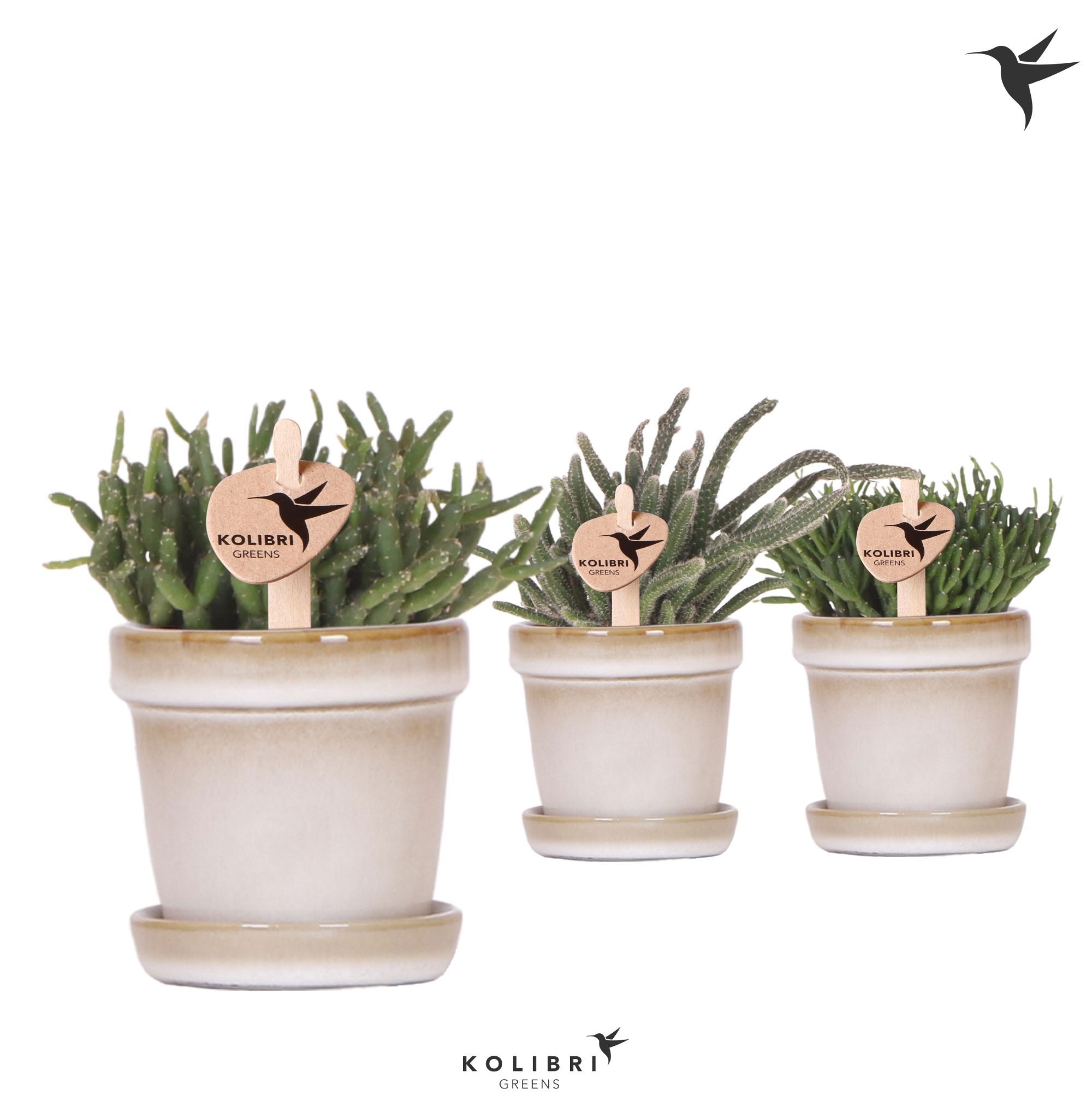 Kolibri Greens Rhipsalis mix in Flower pot sand, D 6