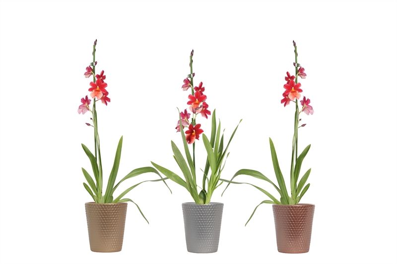 Zoe dots luxury mix Cambria Nelly Isler 1T08+, D 12