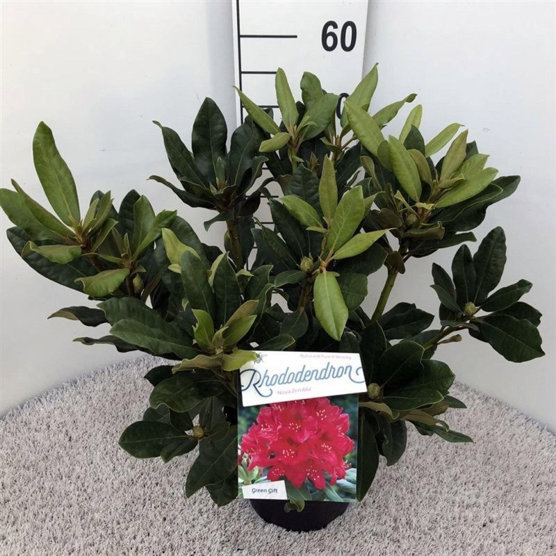 Rhododendron 'Nova Zembla', D 23
