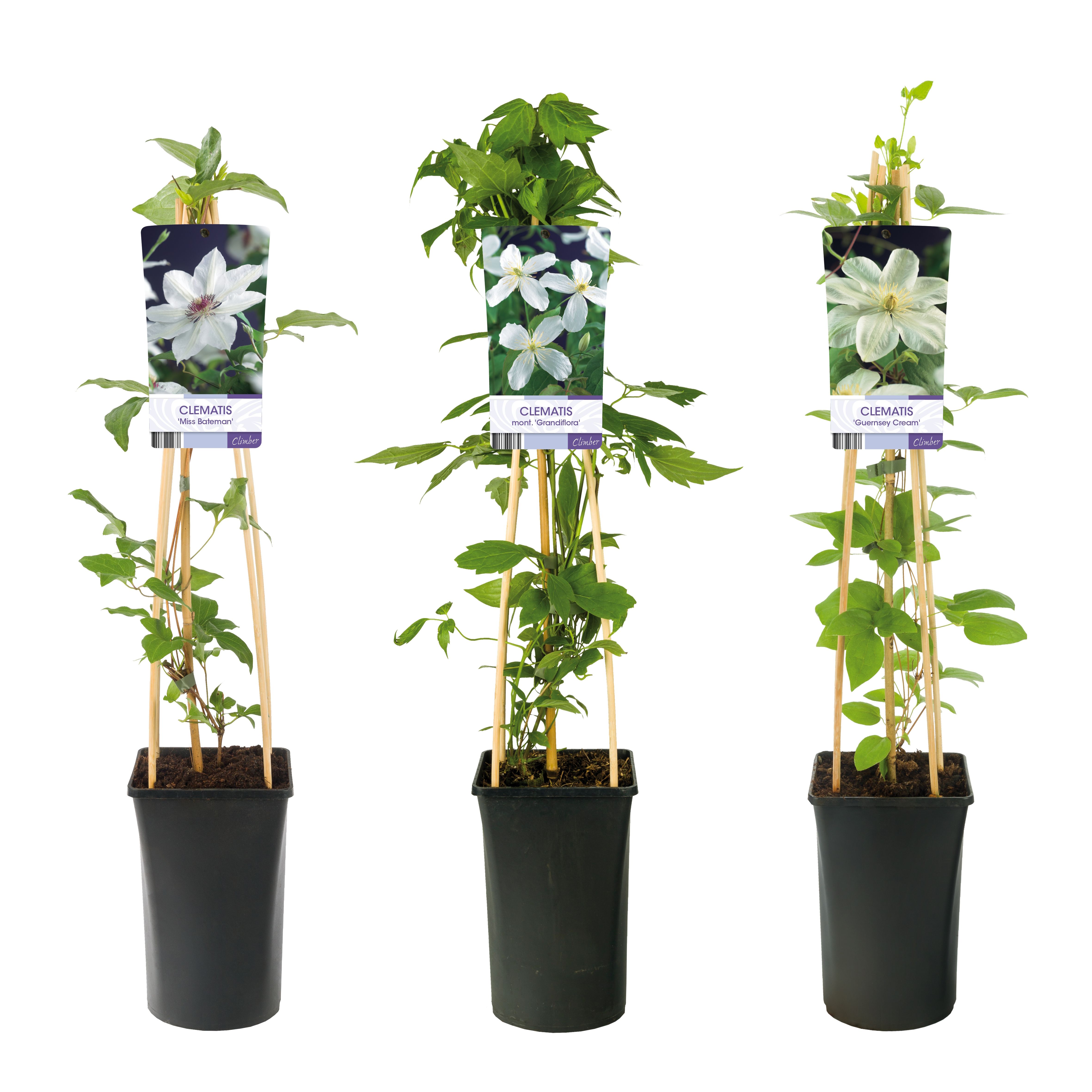 Mixshelf Clematis white +light label, D 17