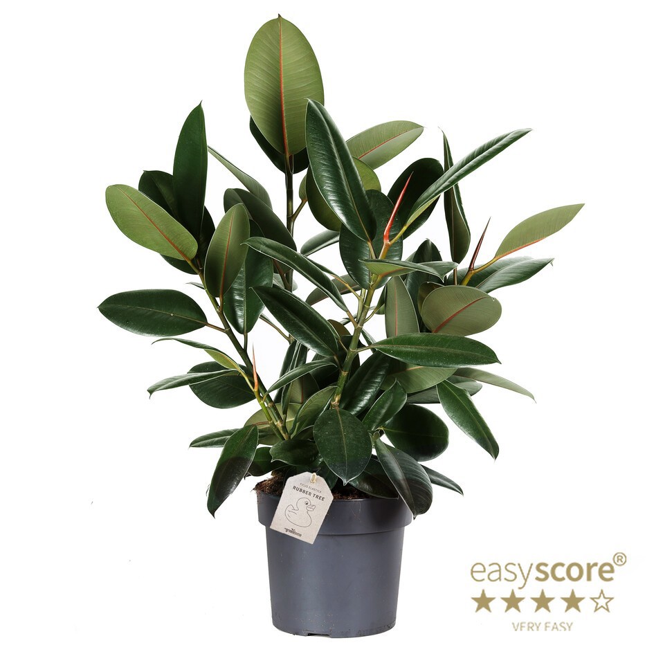 FICUS ELASTICA 'ROBUSTA', D 24