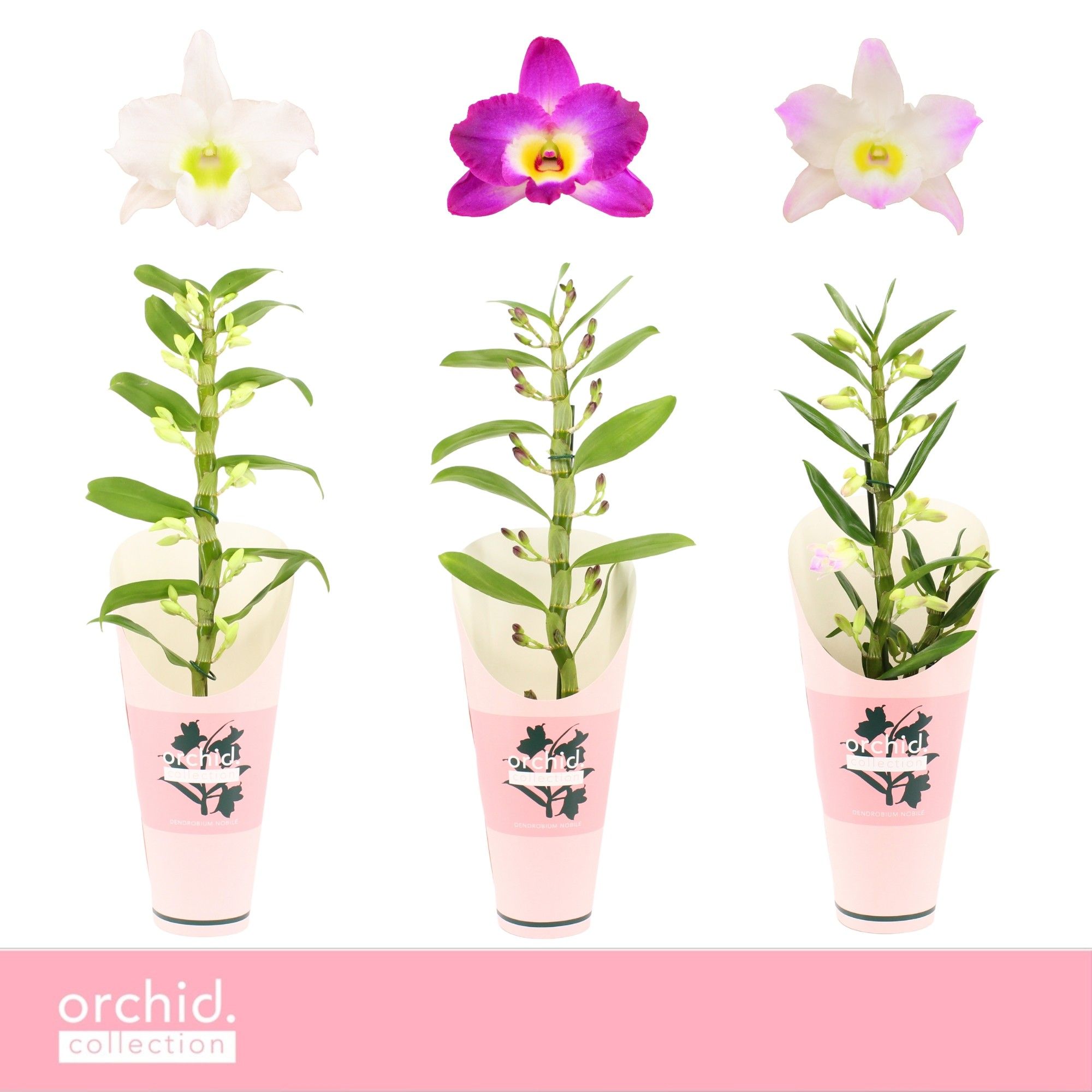 Dendrobium Nobilé, Mix 1-spike 'Orchid Collection' Potcover, D 12