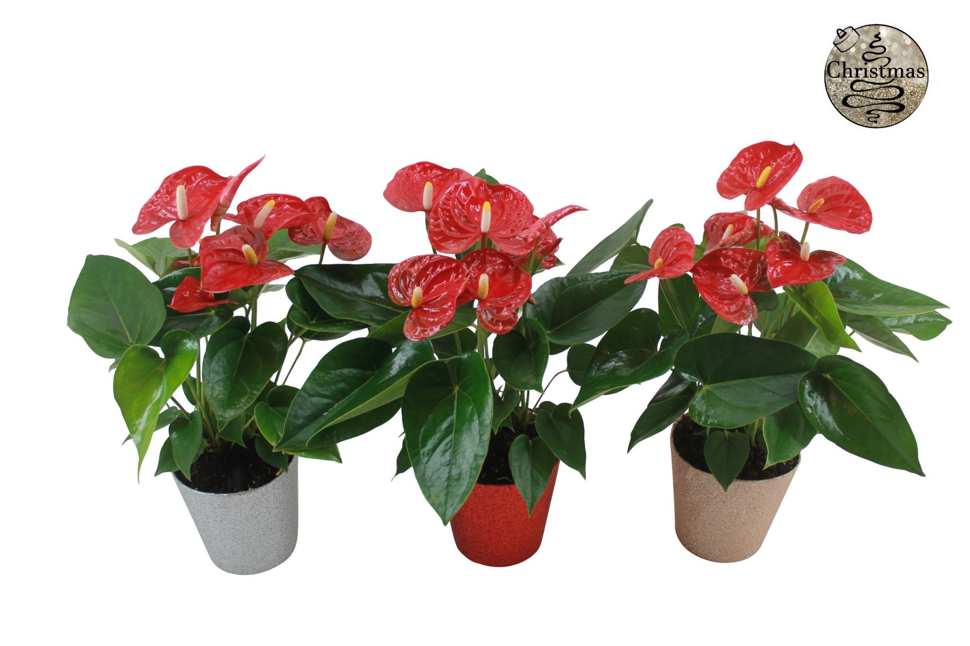 Anthurium XL.9 Jambo Red 12cm in glitterpot, D 12