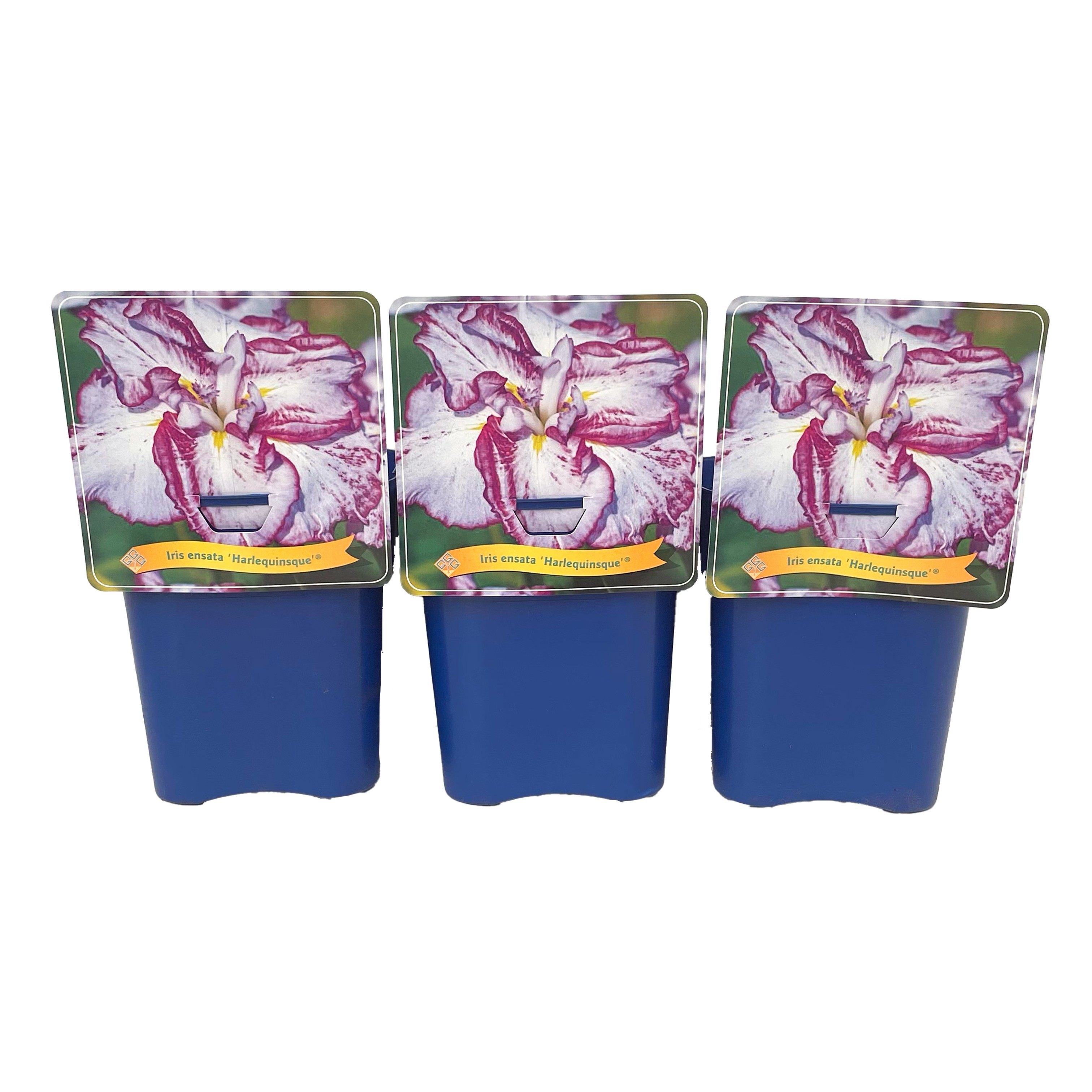 Iris ensata 'Harlequinsque' ® C5, D 21