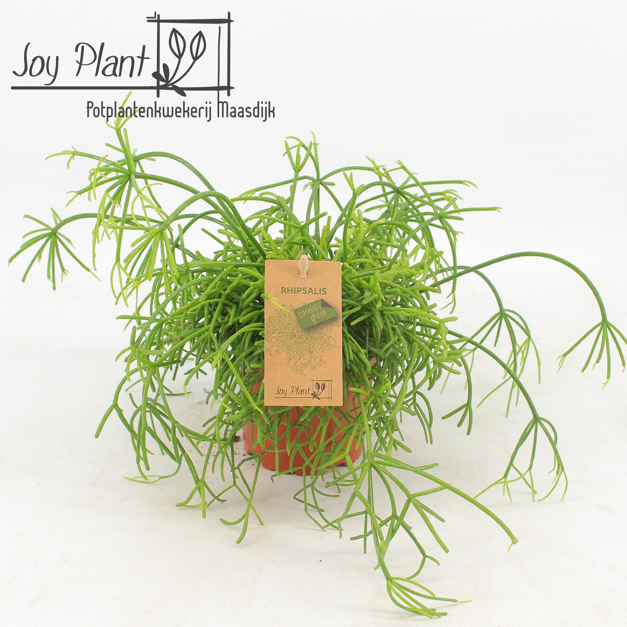 Rhipsalis cassutha Oasis P10,5, D 10,5