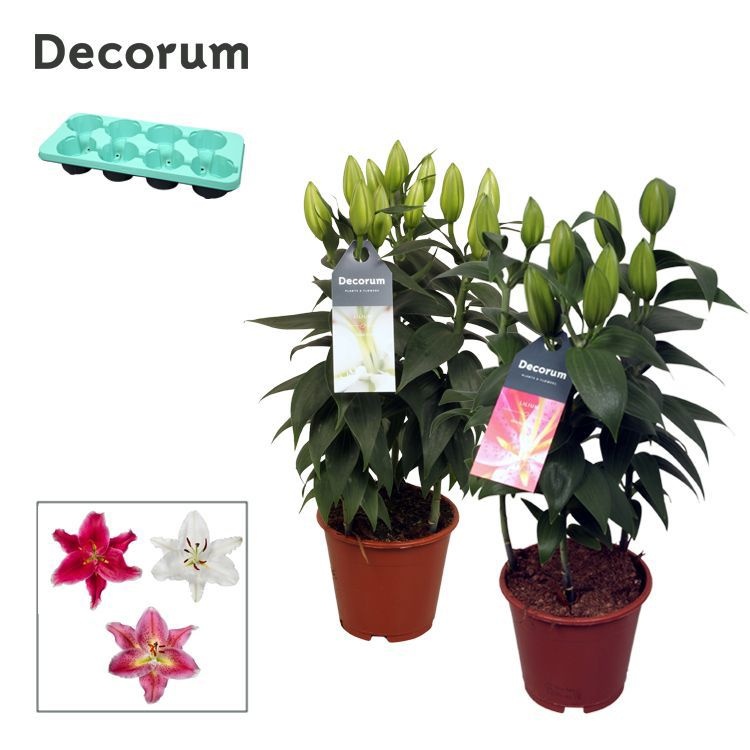 Lilium Or. Mix 13cm full cc, D 13