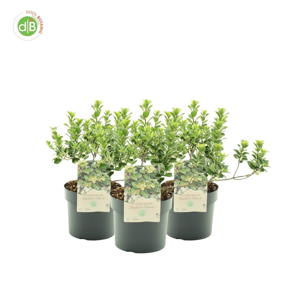 Pittosporum ten. 'Stephens Island', D 19