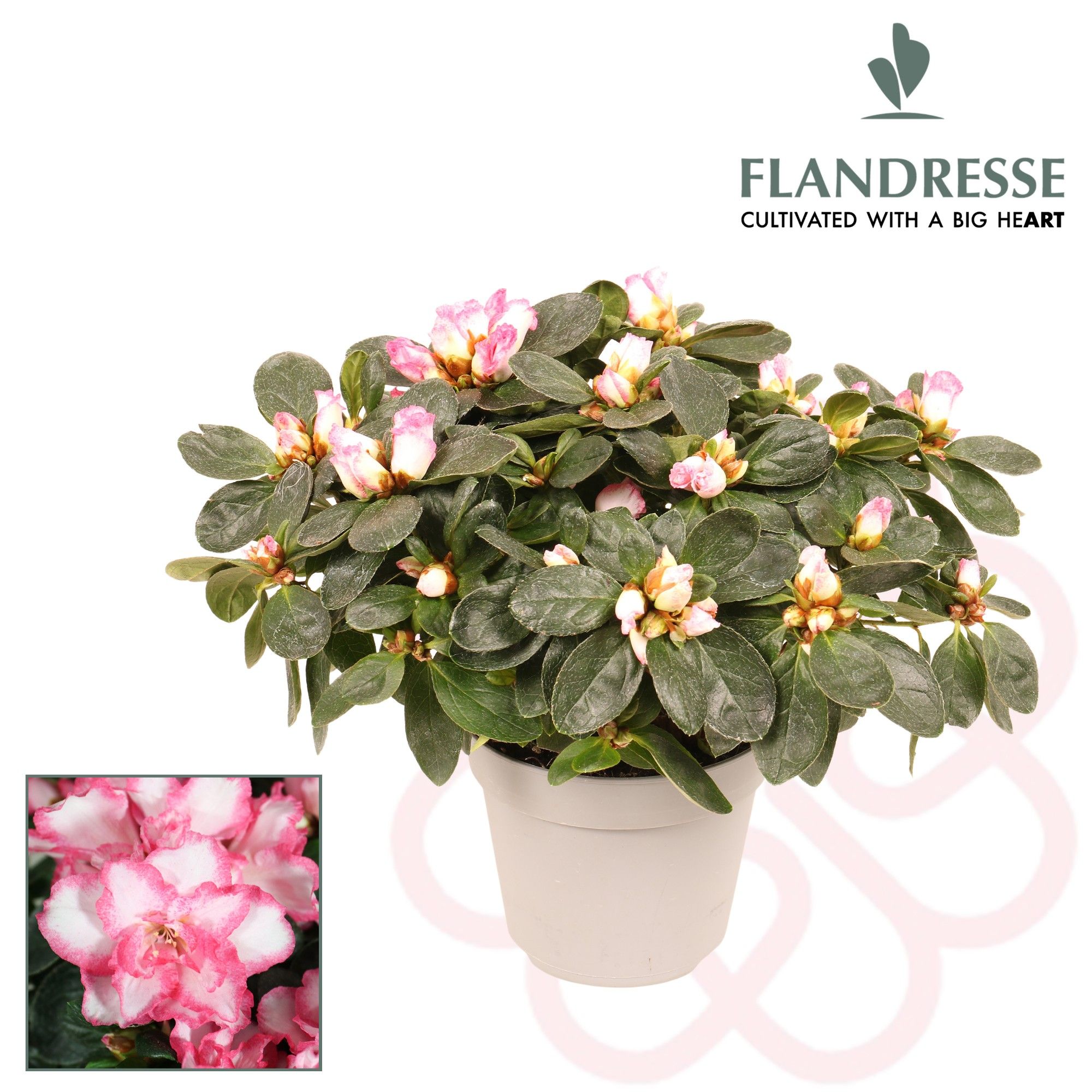 Azalea Flandresse® 'bont' 22 - 25 cm, D 12