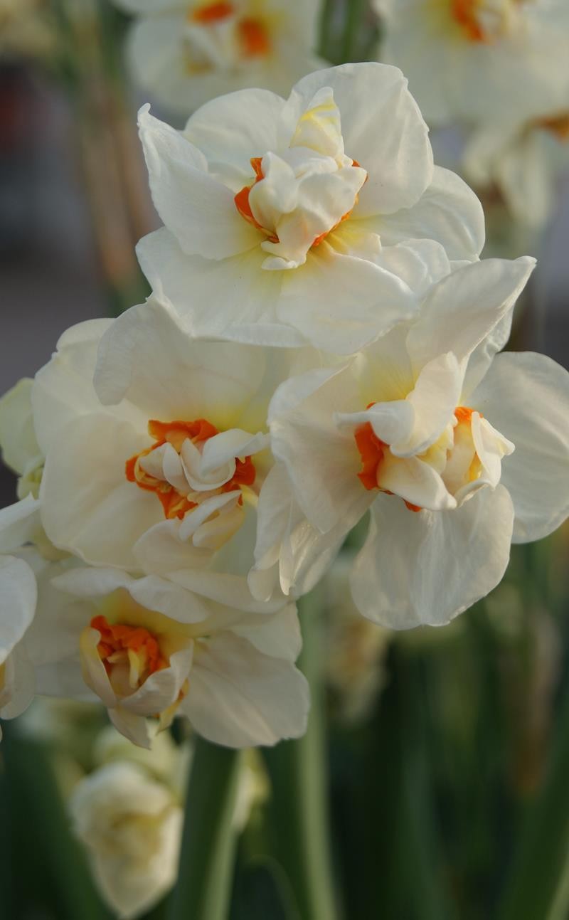 NARCISSUS MEDIOLUTEUS 'BRIDAL CROWN', D 23